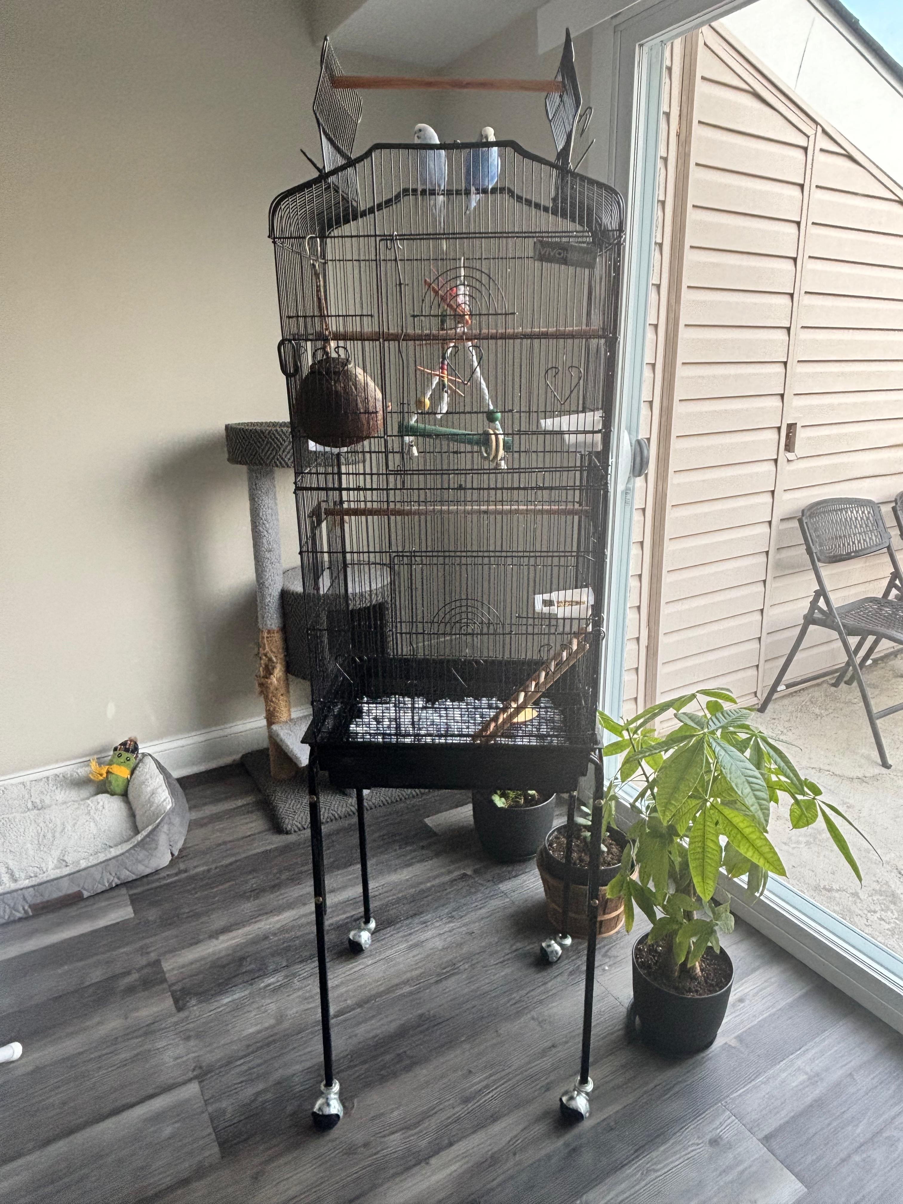 2 budgies with cage image 2