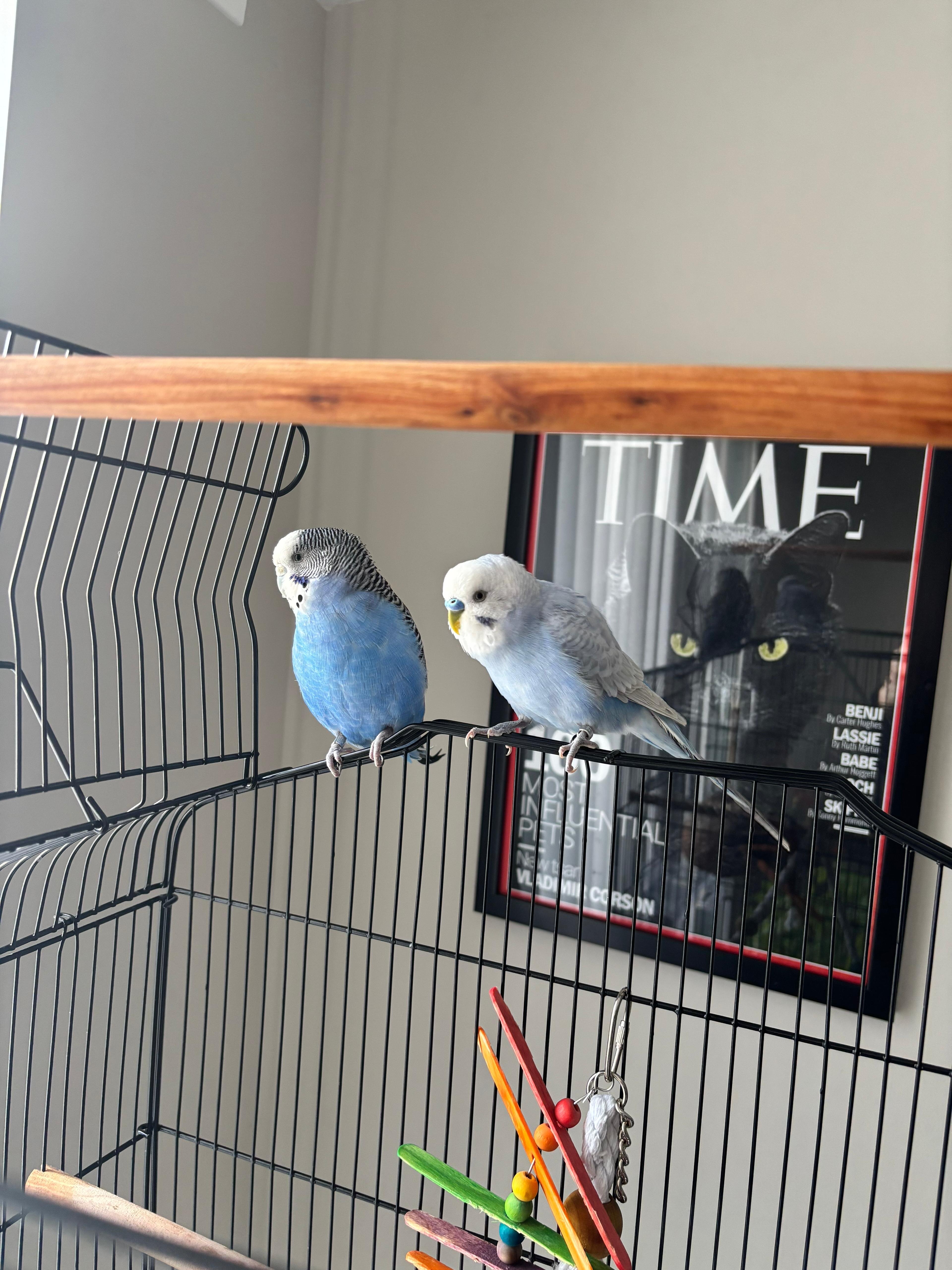 2 budgies with cage image 1
