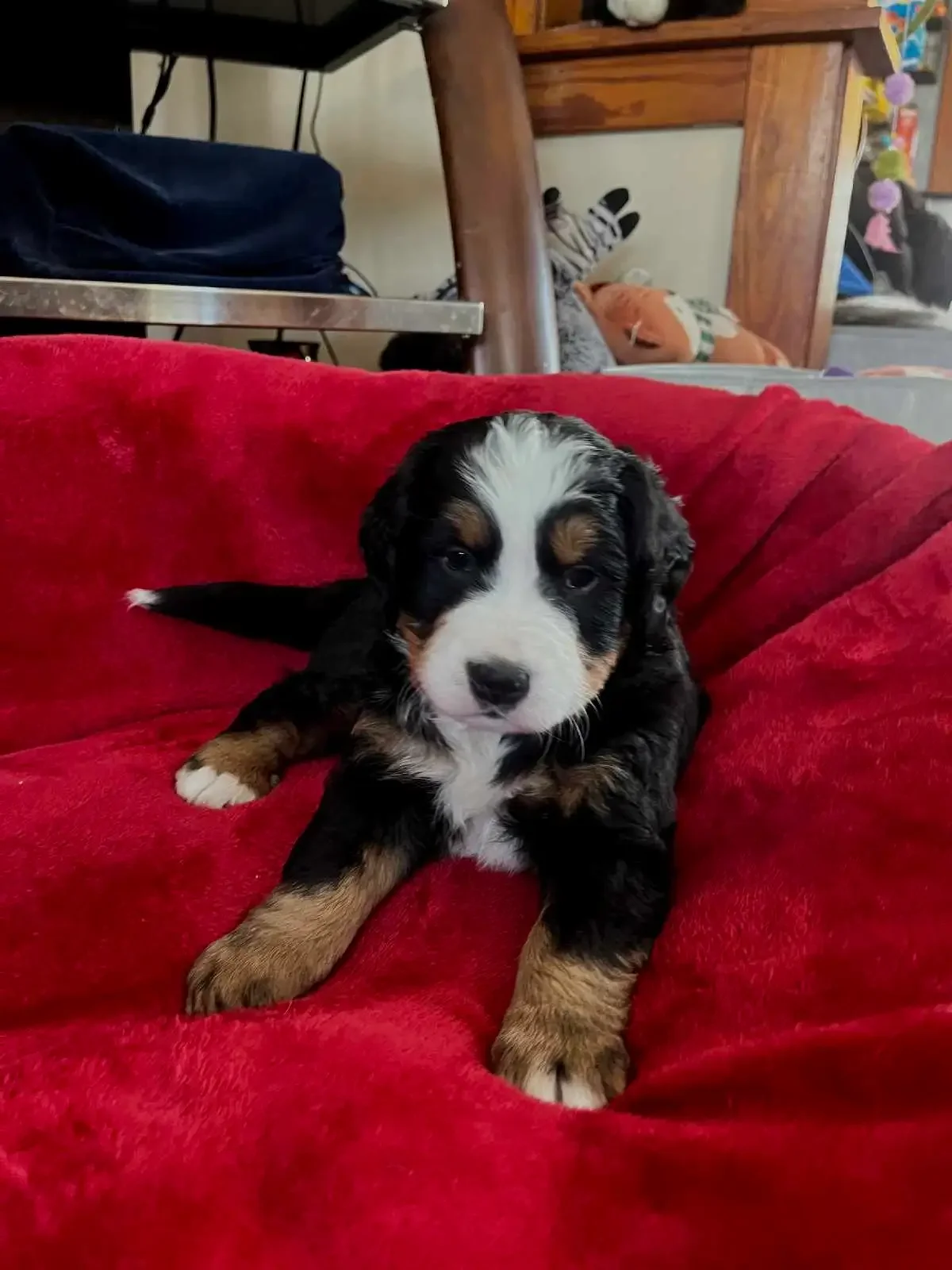 Bernese mountain dog puppies for sale image 1