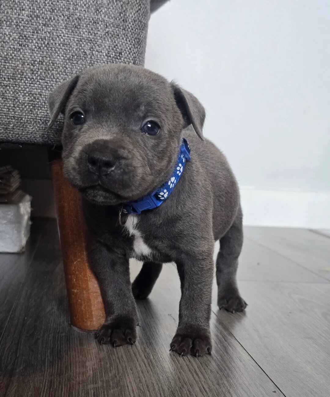 English Staffordshire Bull Terrier Puppies image 1