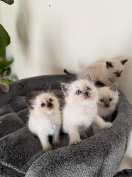 Little ragdoll kittens ready to go image 1
