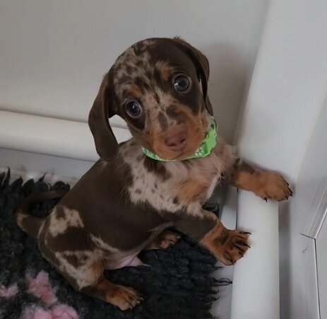 Beautiful miniature dachshunds puppies image 1
