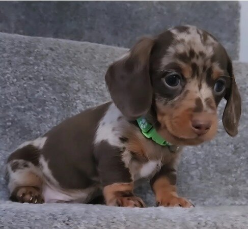 Beautiful miniature dachshunds puppies image 7