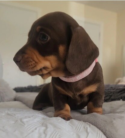 Beautiful miniature dachshunds puppies image 8