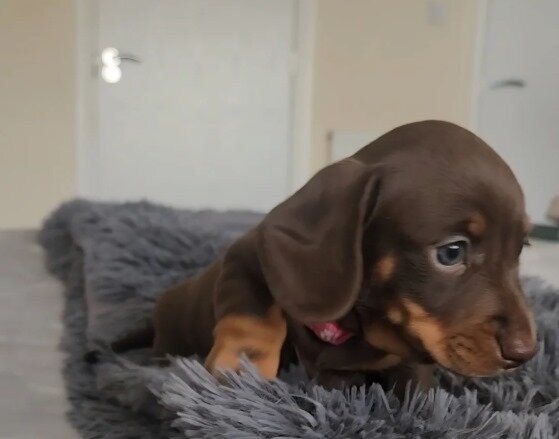 Beautiful miniature dachshunds puppies image 9