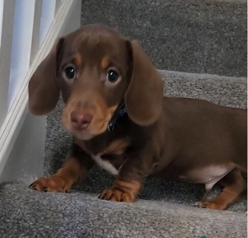 Beautiful miniature dachshunds puppies image 2