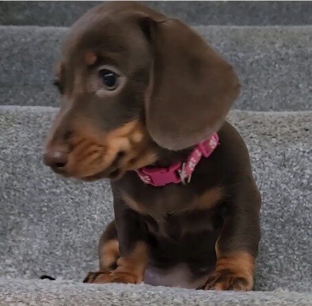 Beautiful miniature dachshunds puppies image 4
