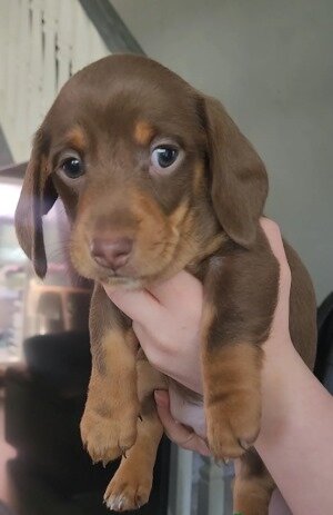 Beautiful miniature dachshunds puppies image 3