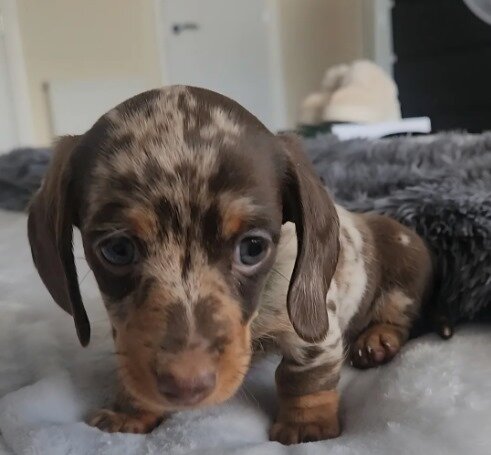 Beautiful miniature dachshunds puppies image 5