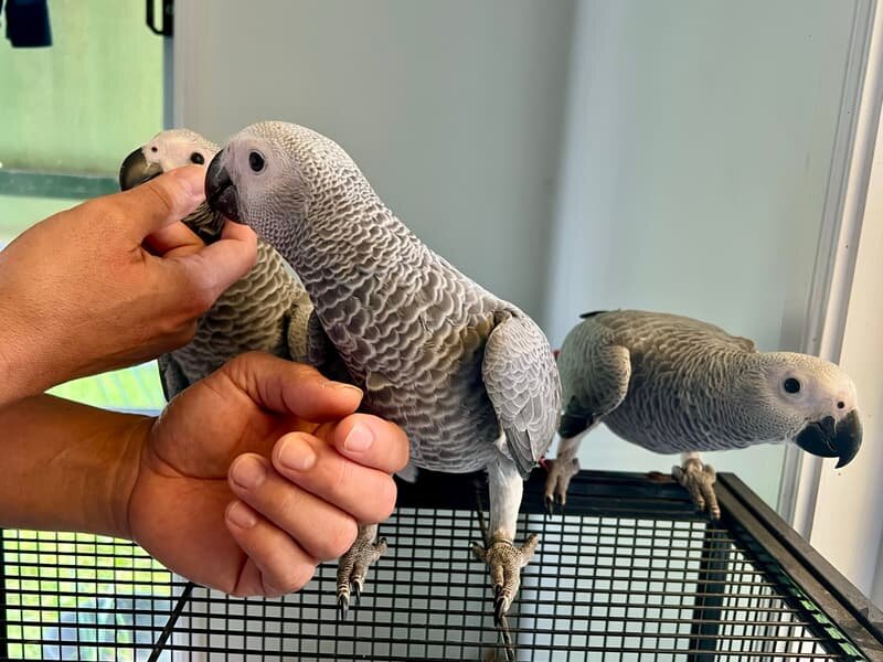 African grey parrots for sale image 1