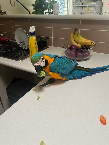 6 Months Old blue and gold macaw parrots image 1