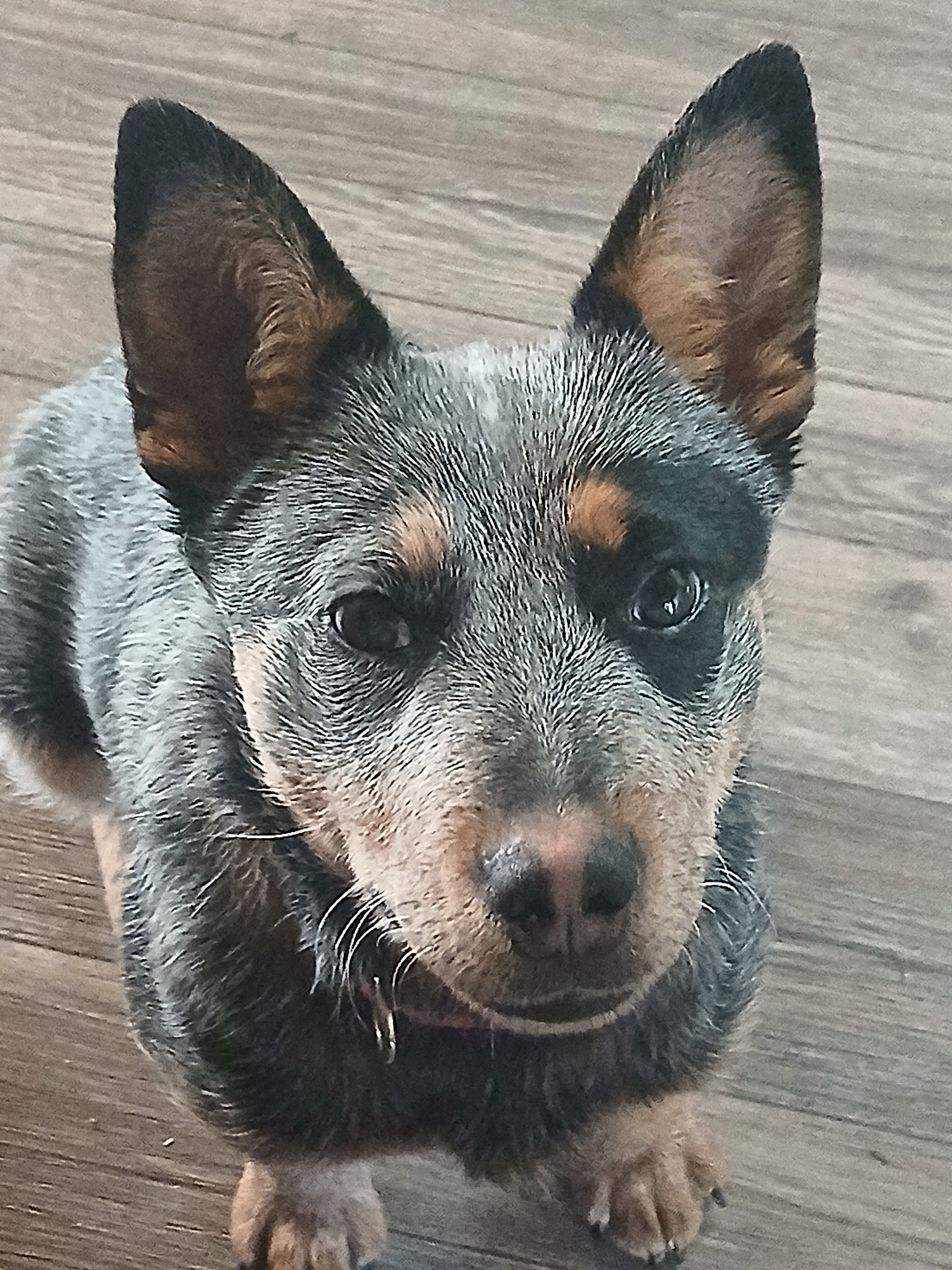 Blue Heeler image 1