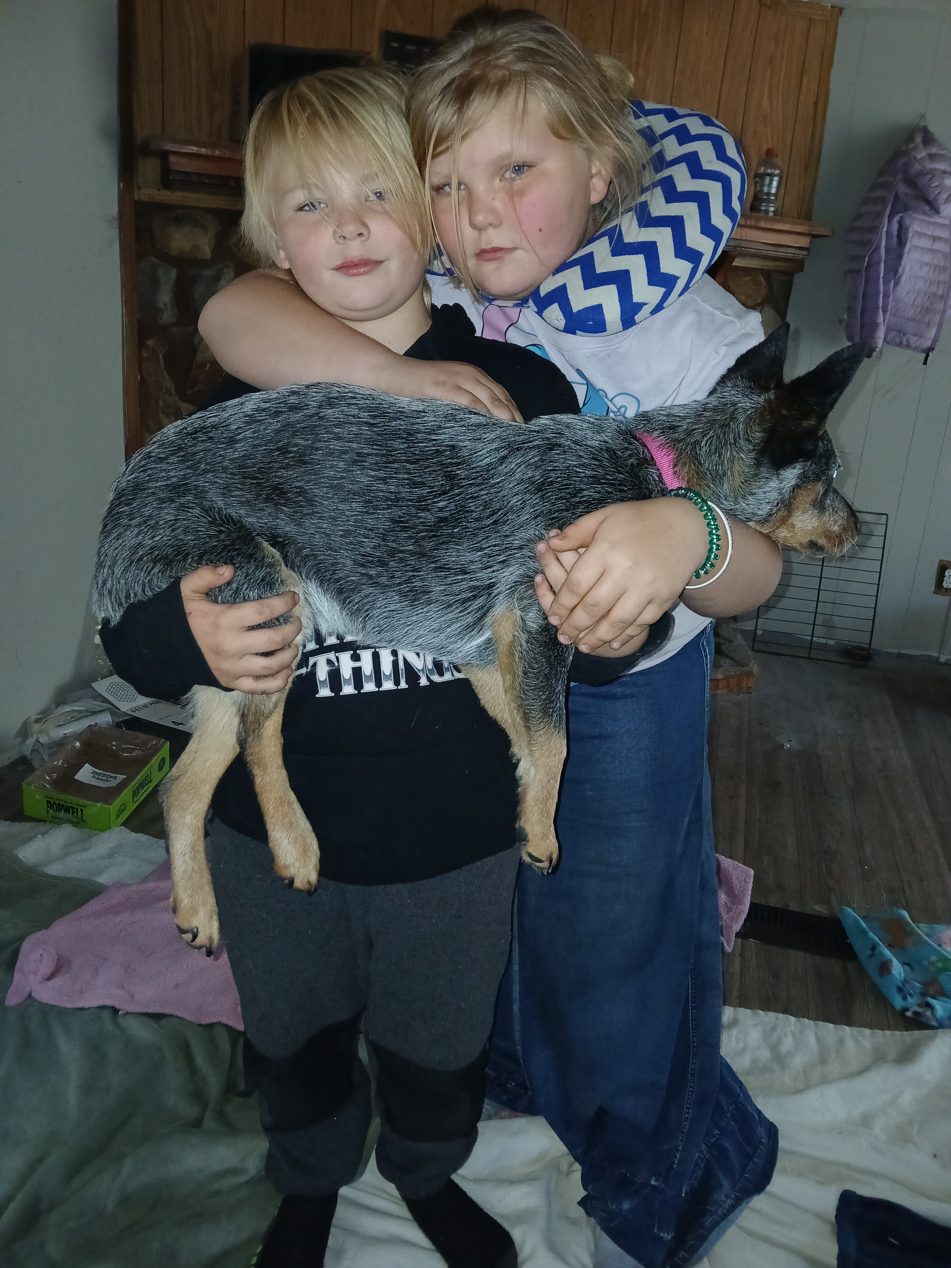 Blue Heeler image 2
