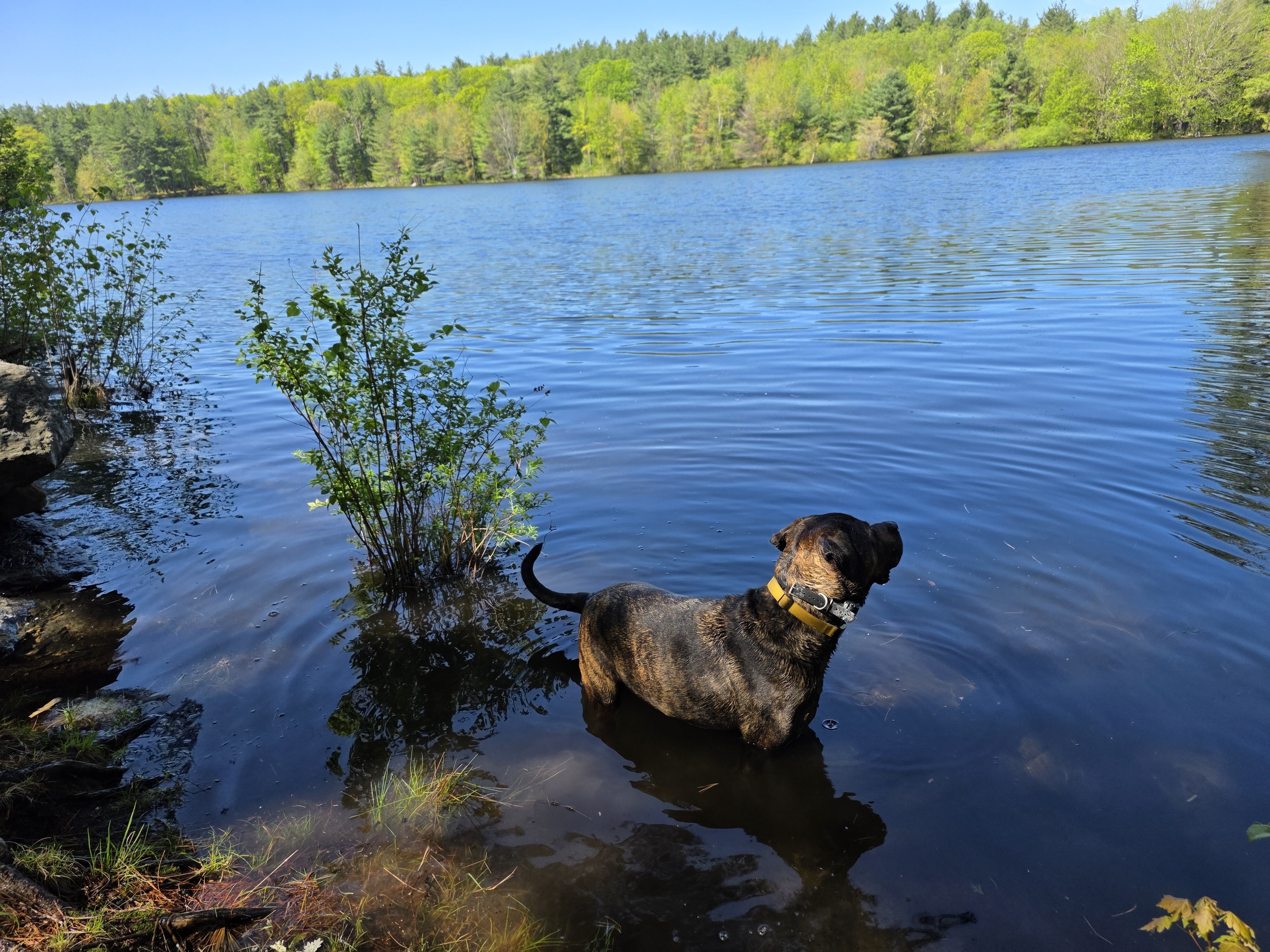 Dog image 2