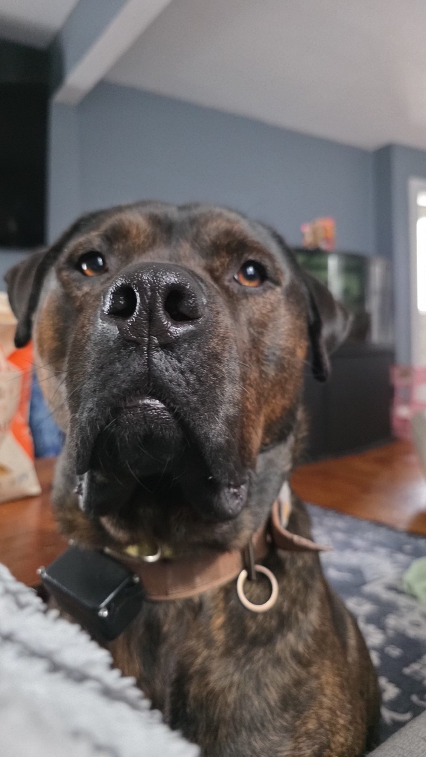 Dog image 1