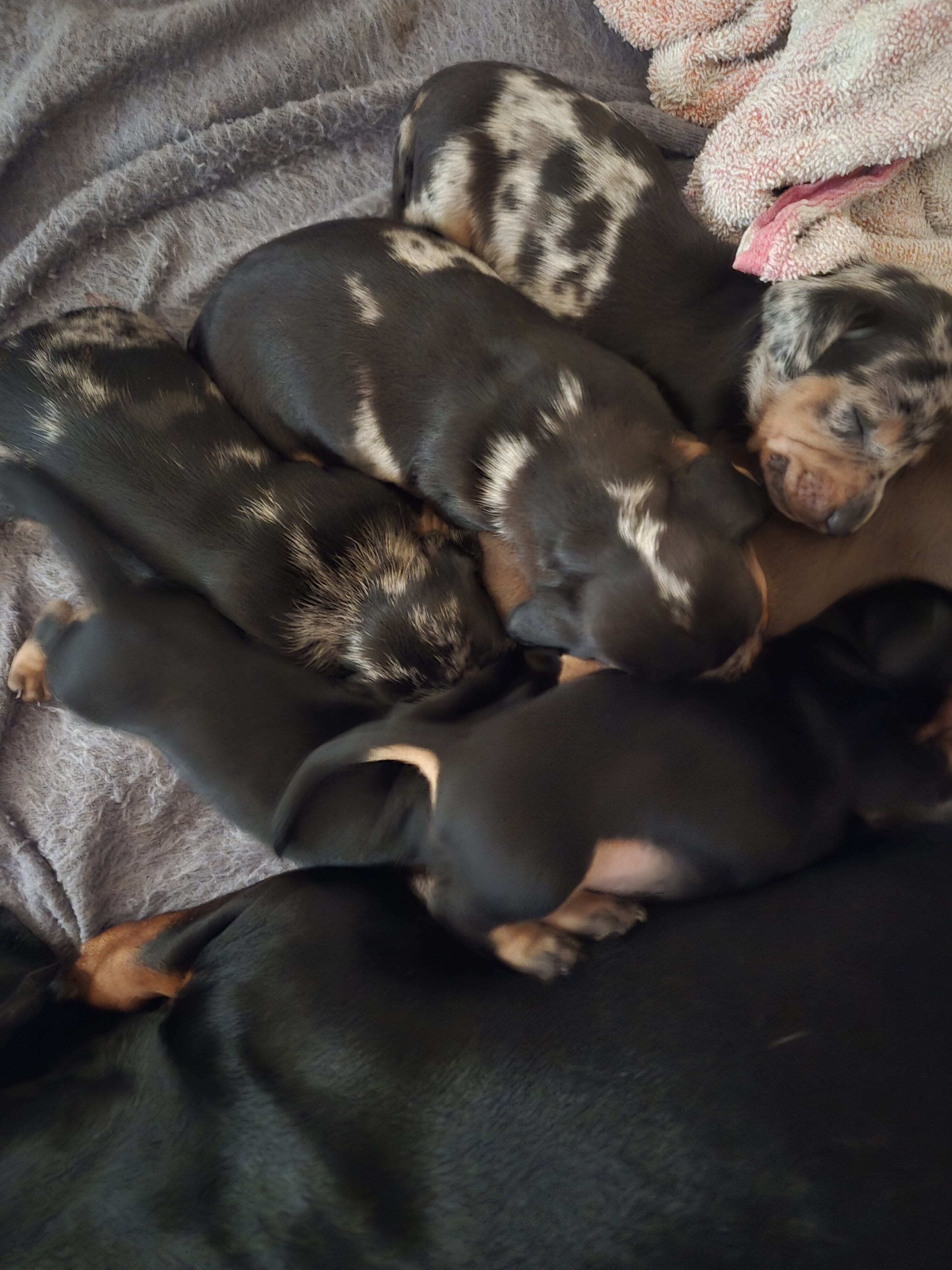 Purebred miniature Dashchund Puppies image 1
