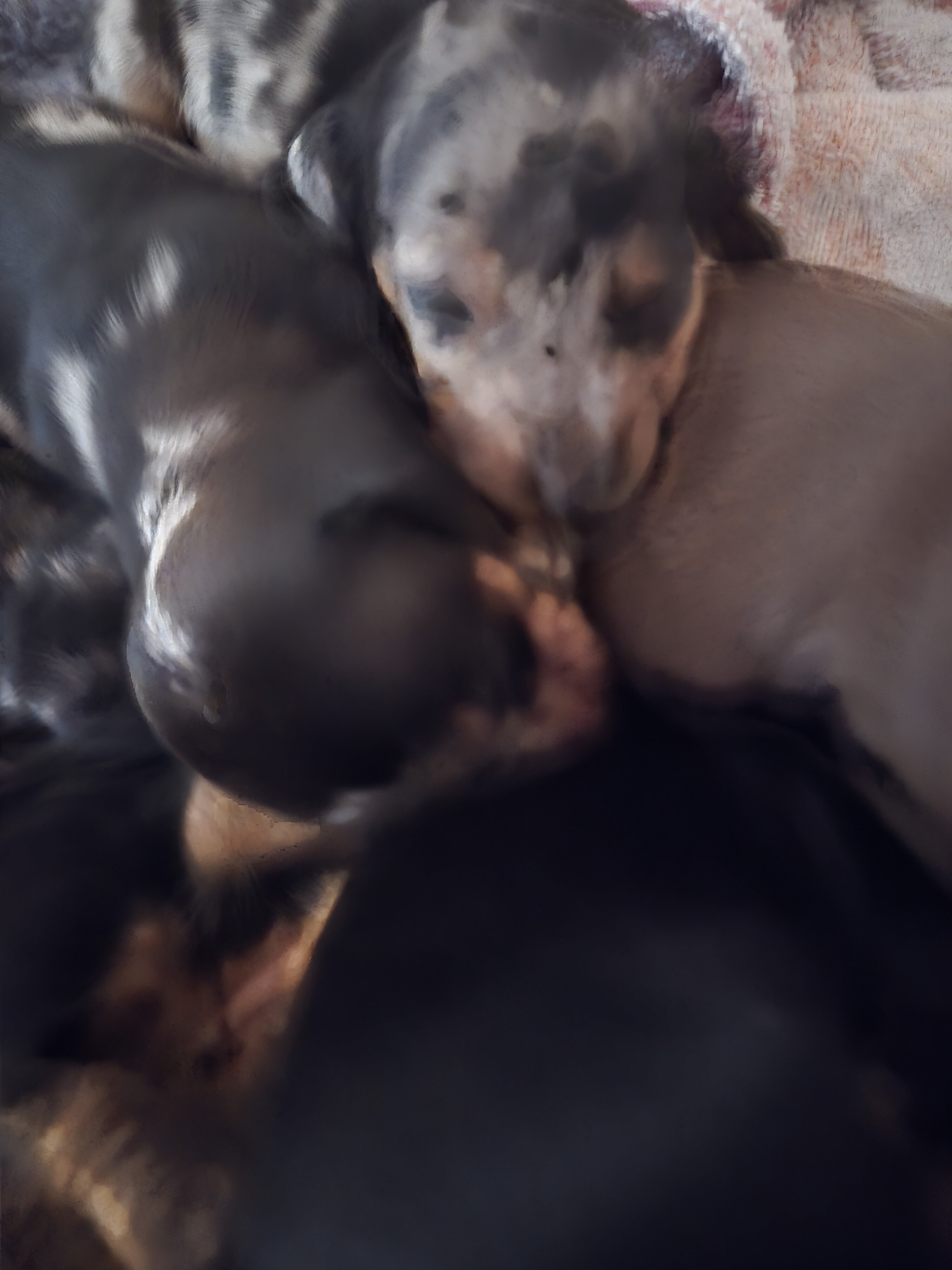 Purebred miniature Dashchund Puppies image 5