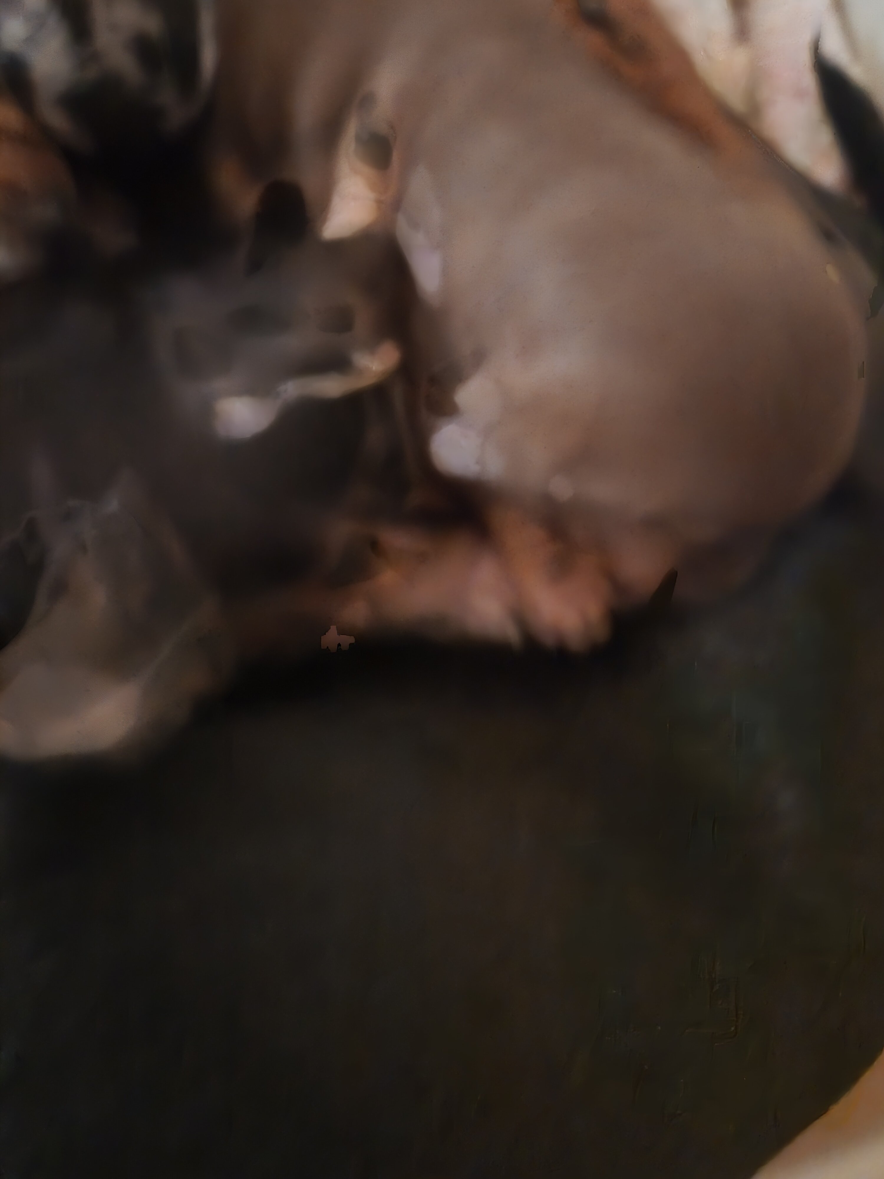 Purebred miniature Dashchund Puppies image 4