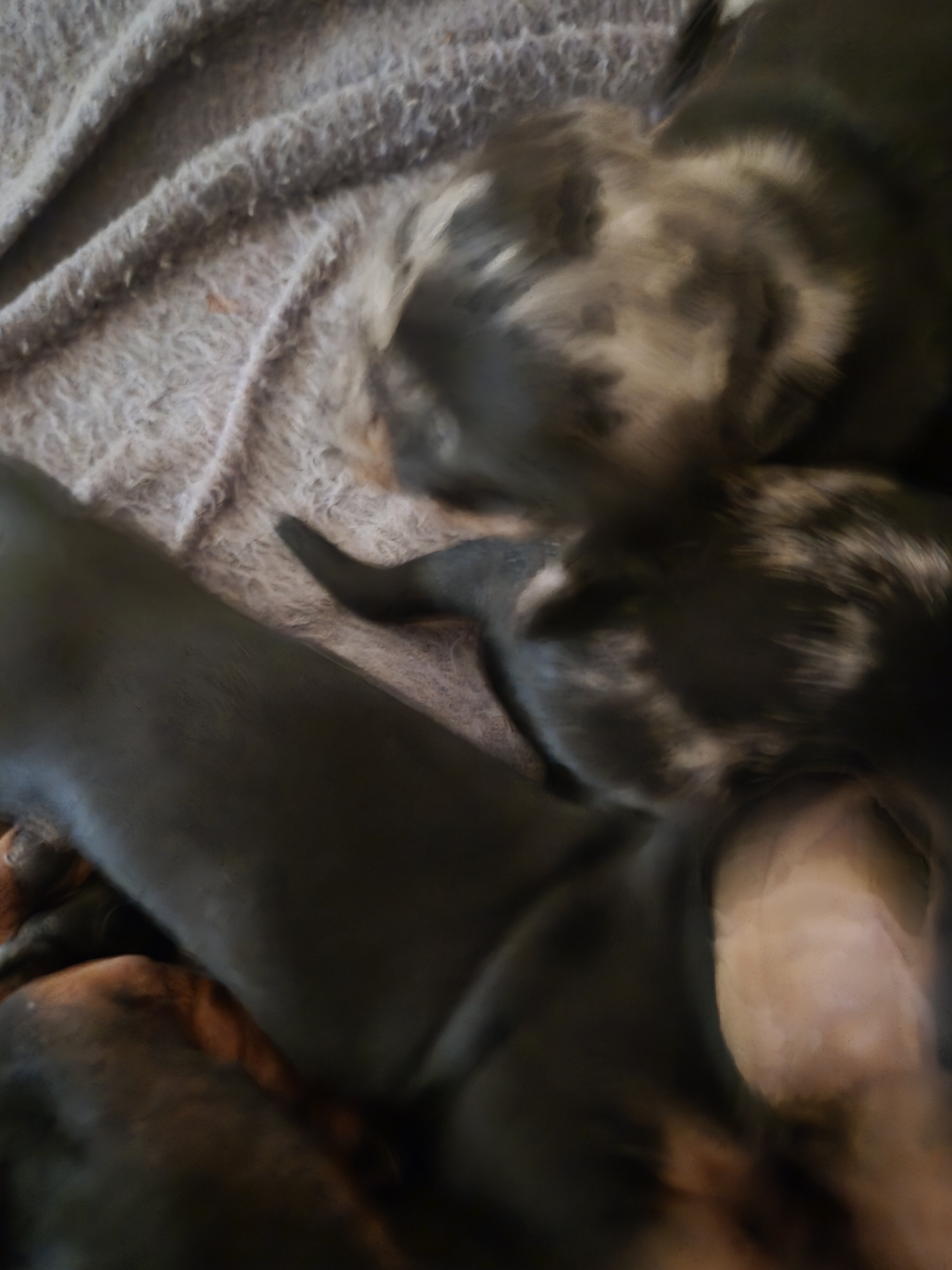 Purebred miniature Dashchund Puppies image 3