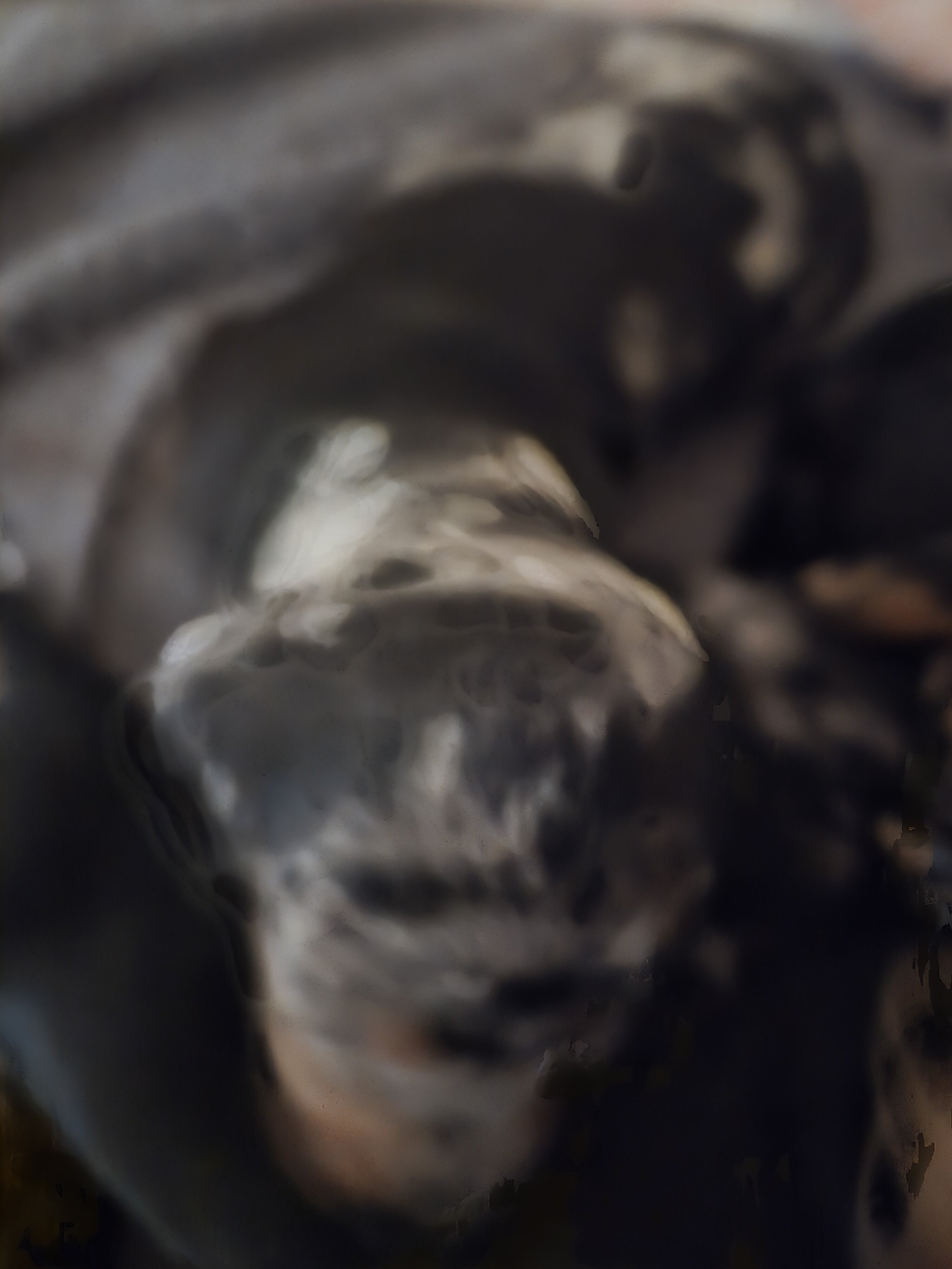 Purebred miniature Dashchund Puppies image 2