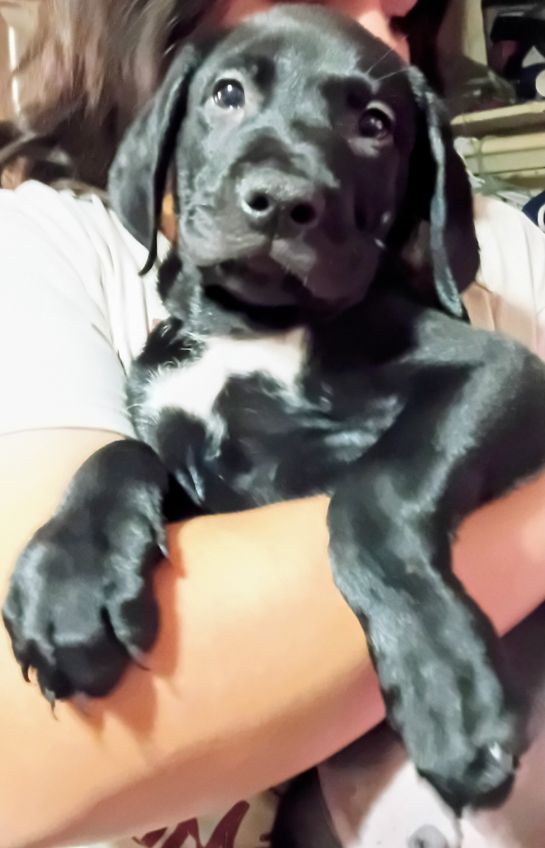 Lab mix puppies image 1