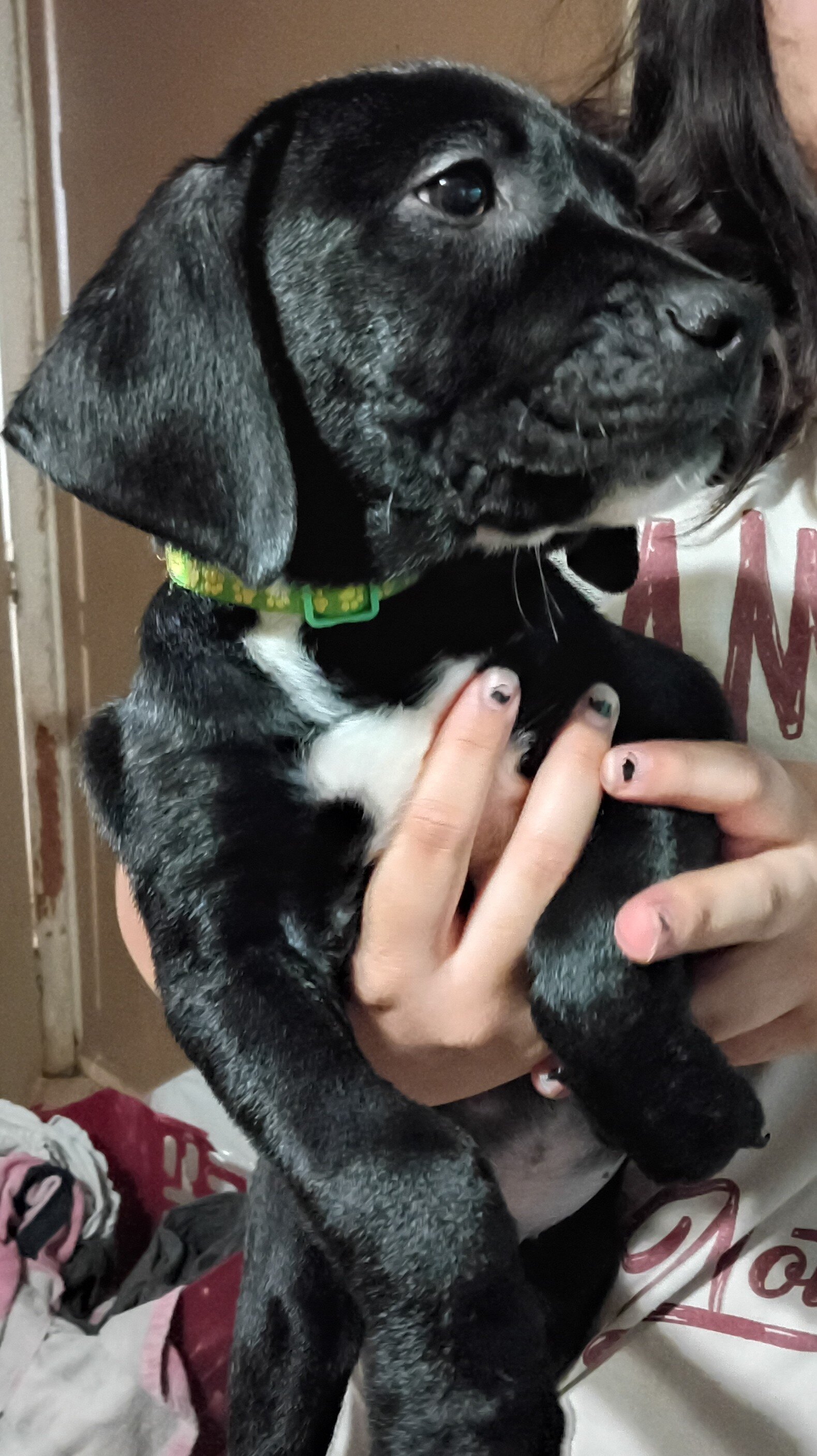 Lab mix puppies image 3
