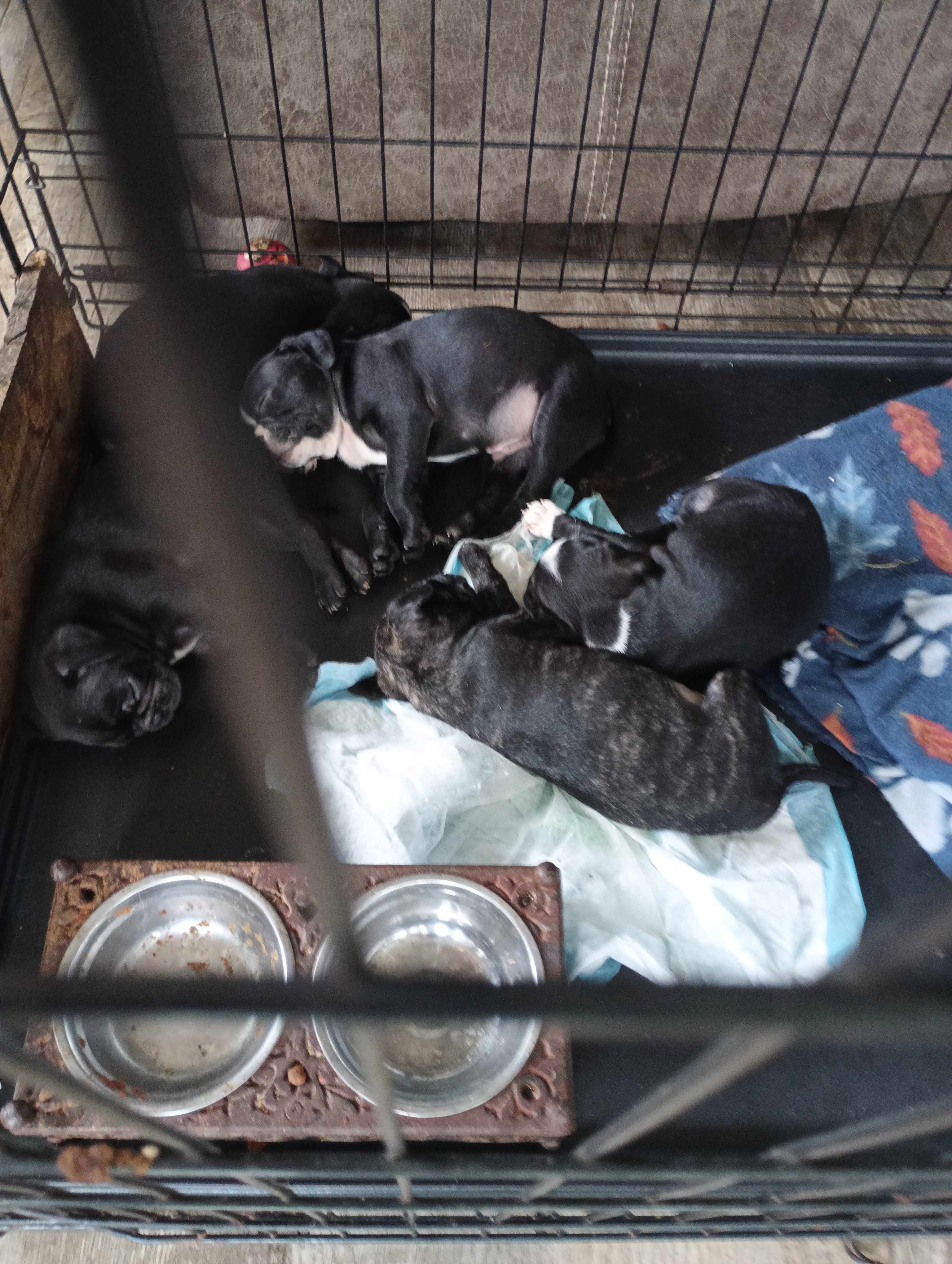 Puppy image 1