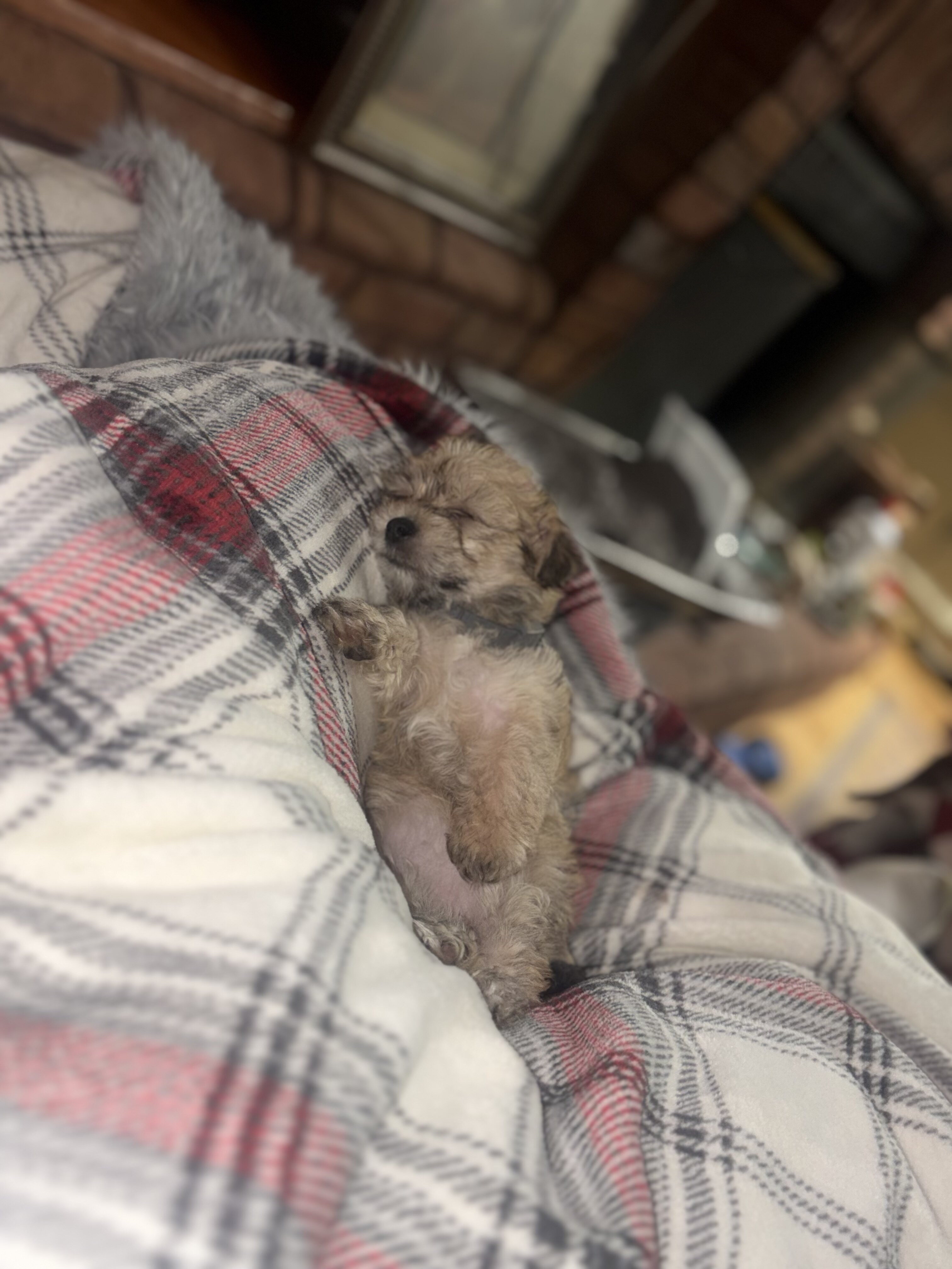 Morkie puppies image 4