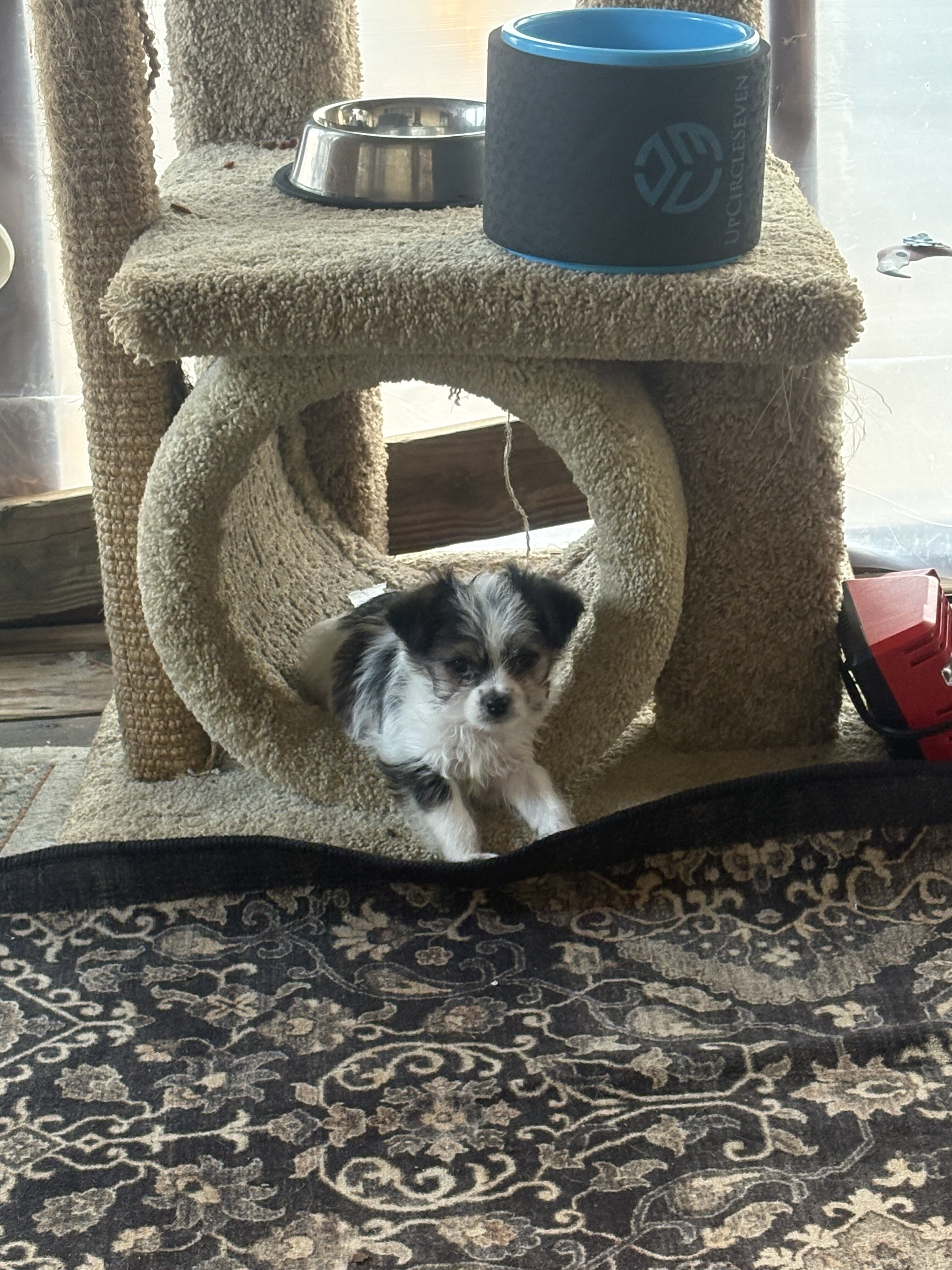 Morkie puppies image 5