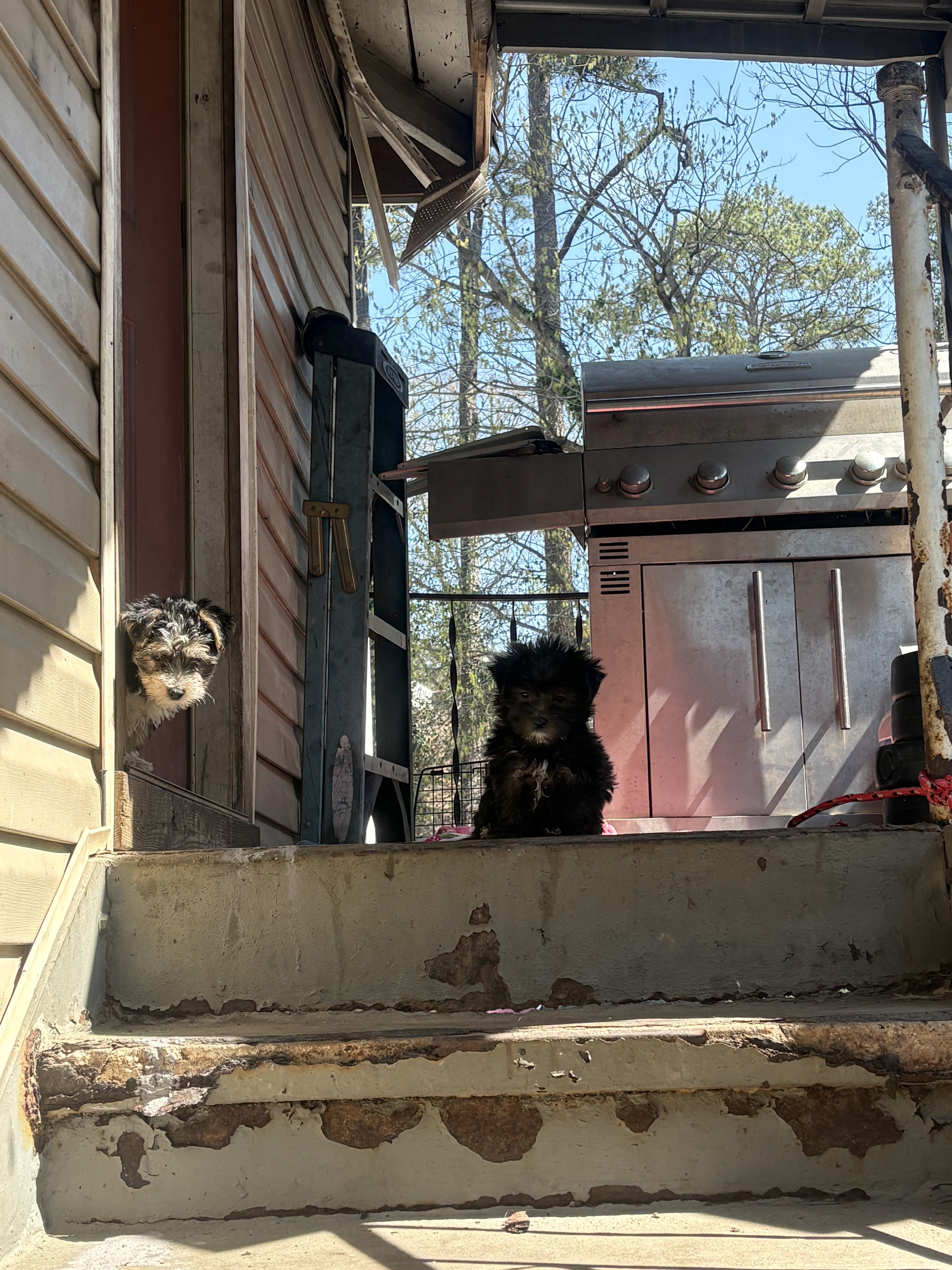 Morkie puppies image 3