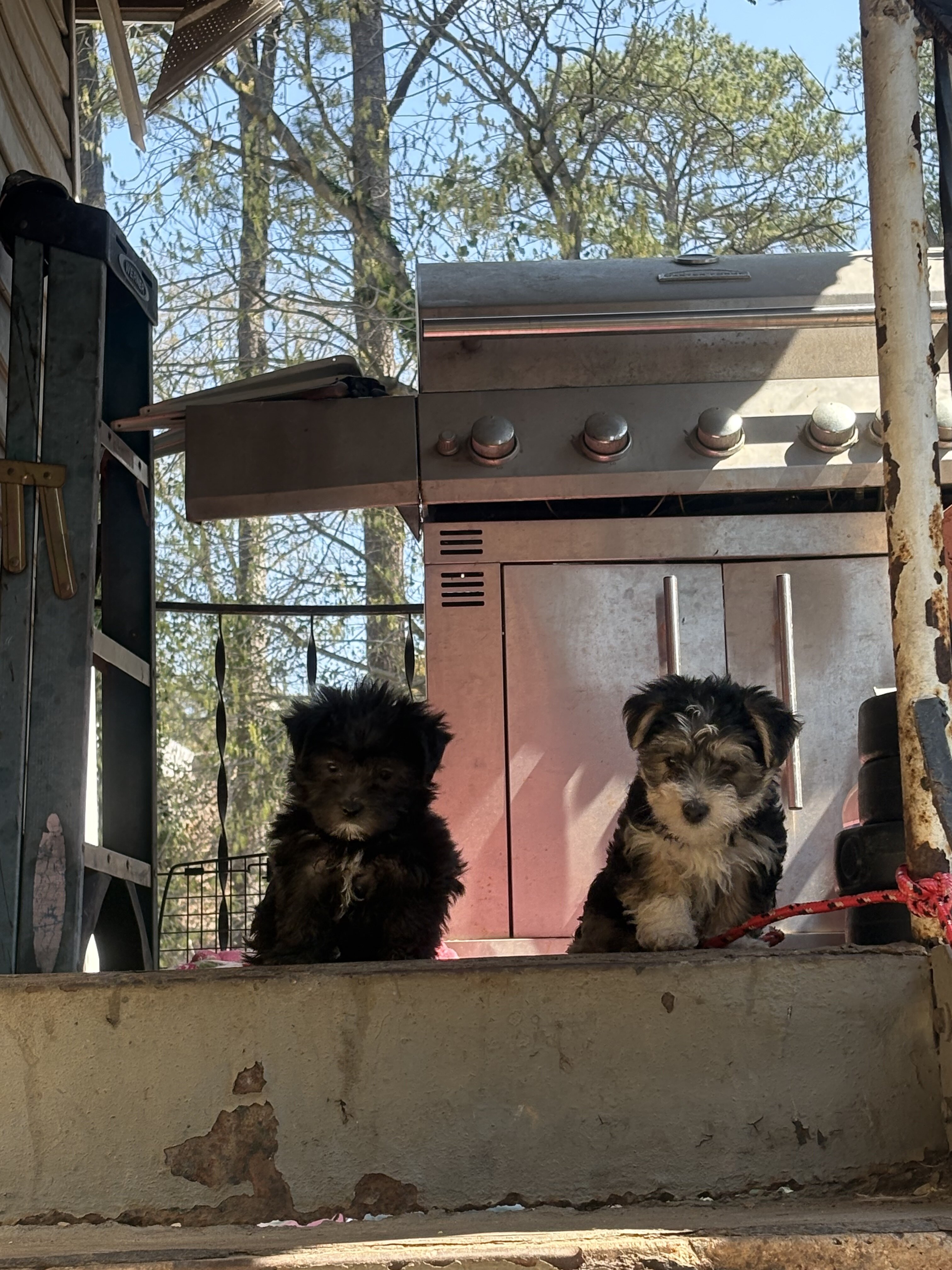 Morkie puppies image 1