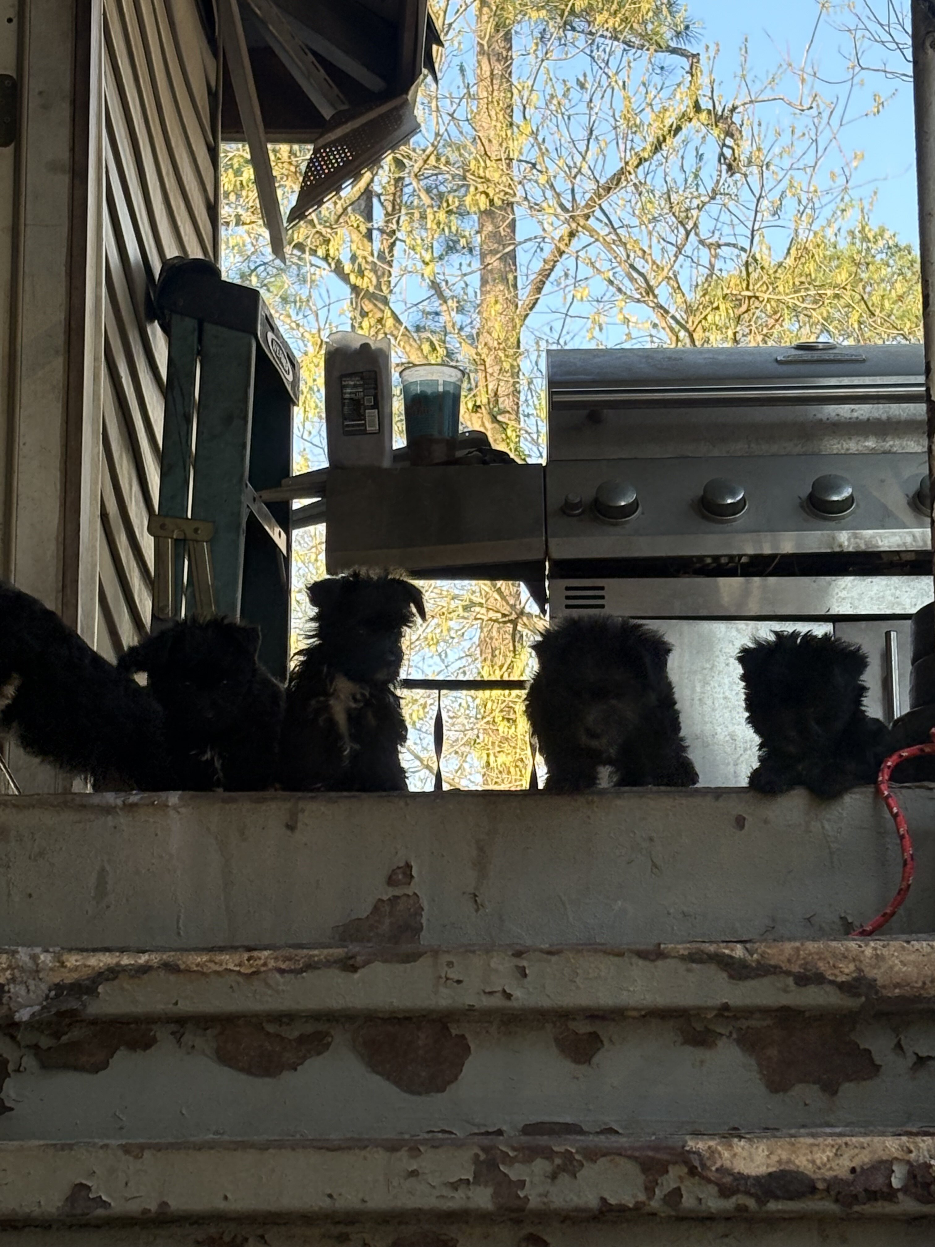 Morkie puppies image 2