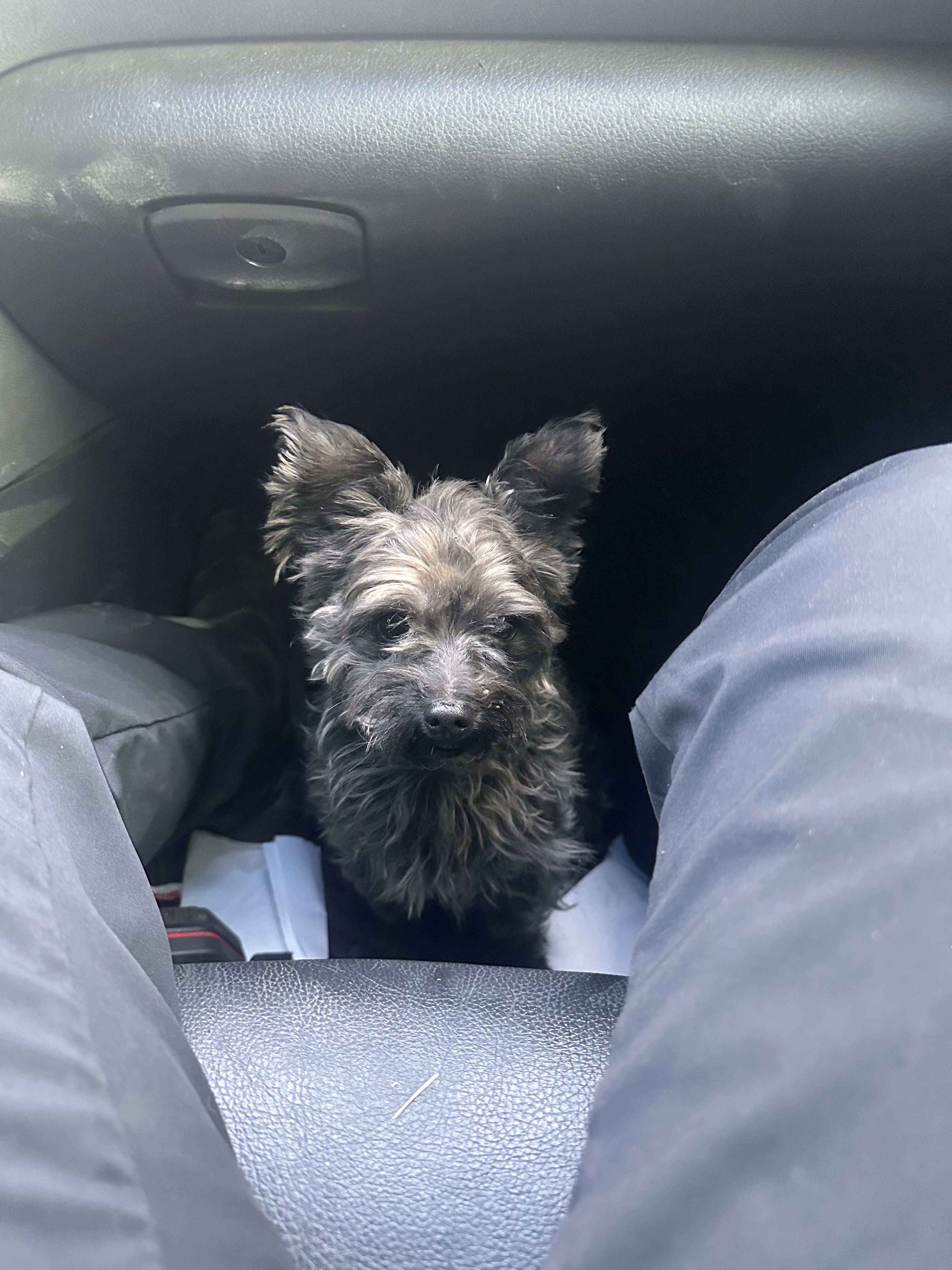 Morkie puppies image 7