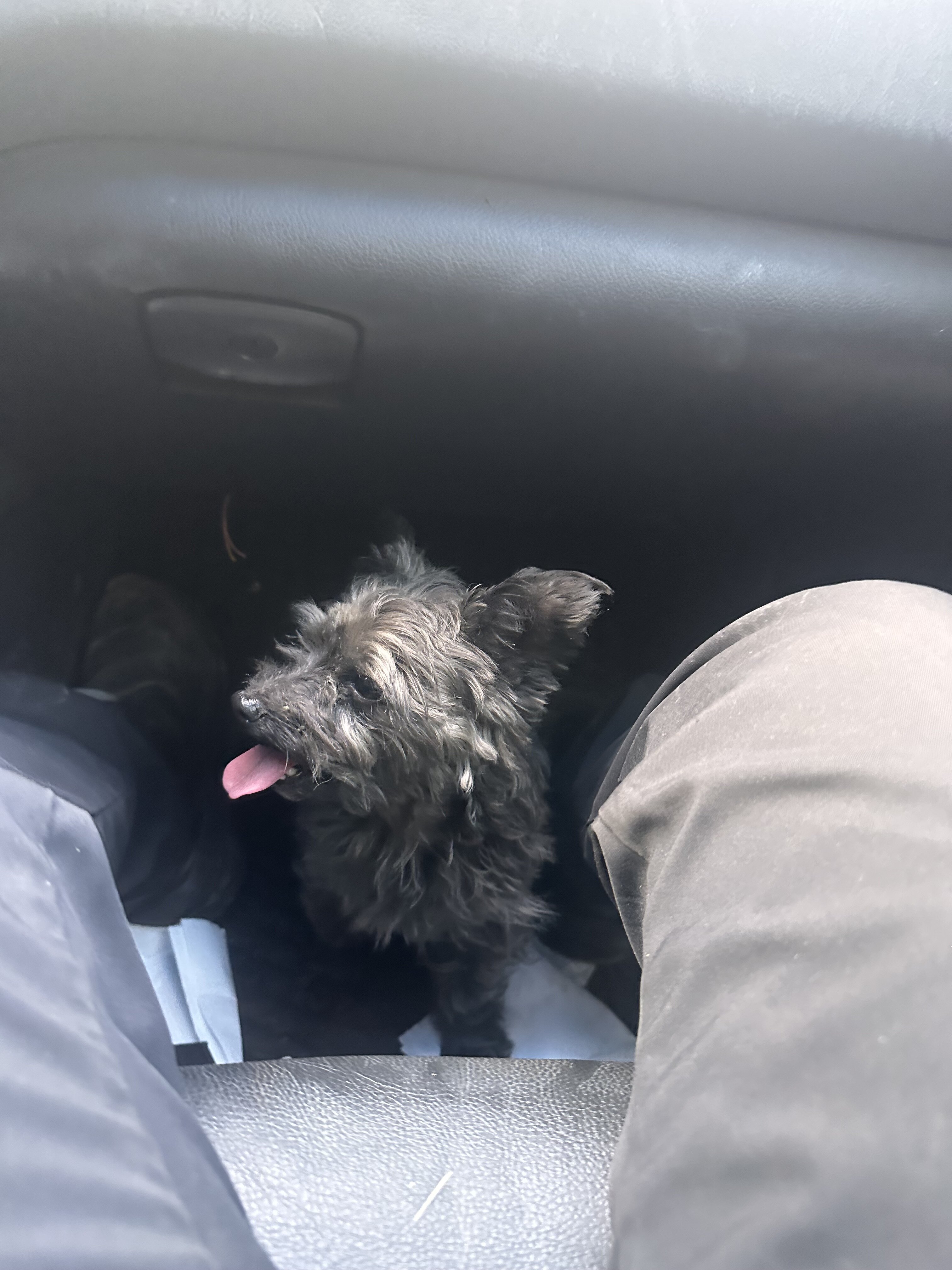 Morkie puppies image 8