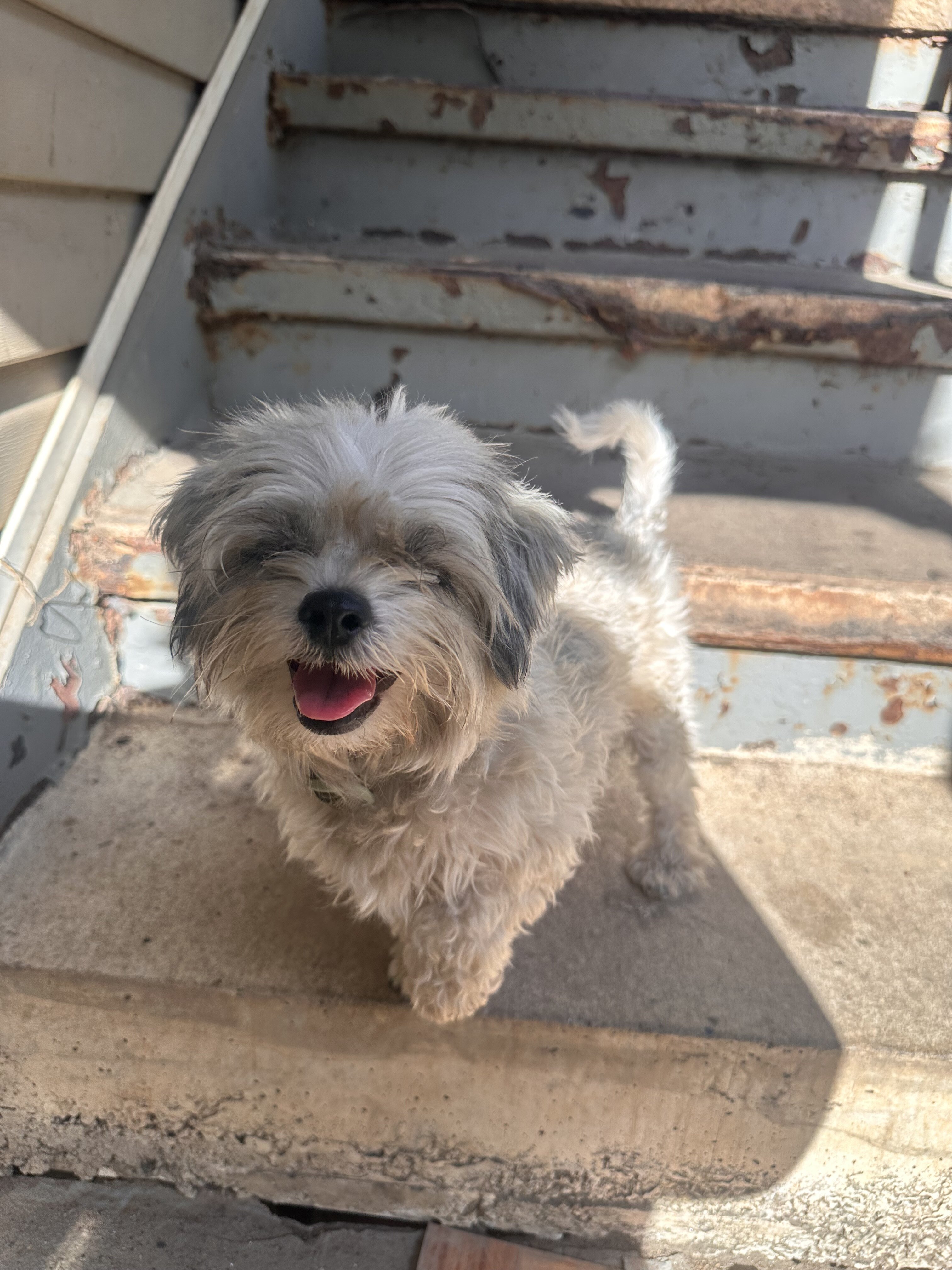 Morkie puppies image 6