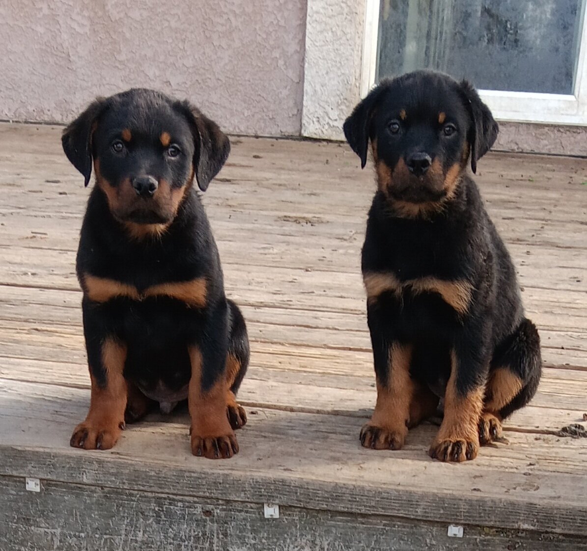 Rottweiler Puppy image 1