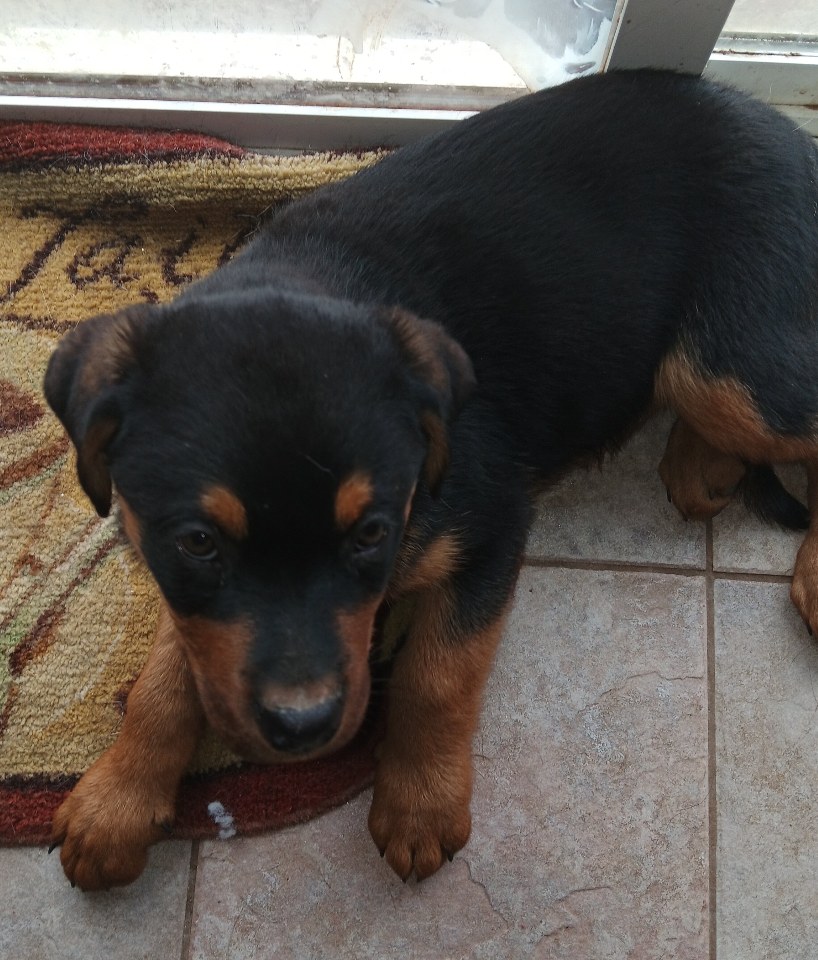 Rottweiler Puppy image 2