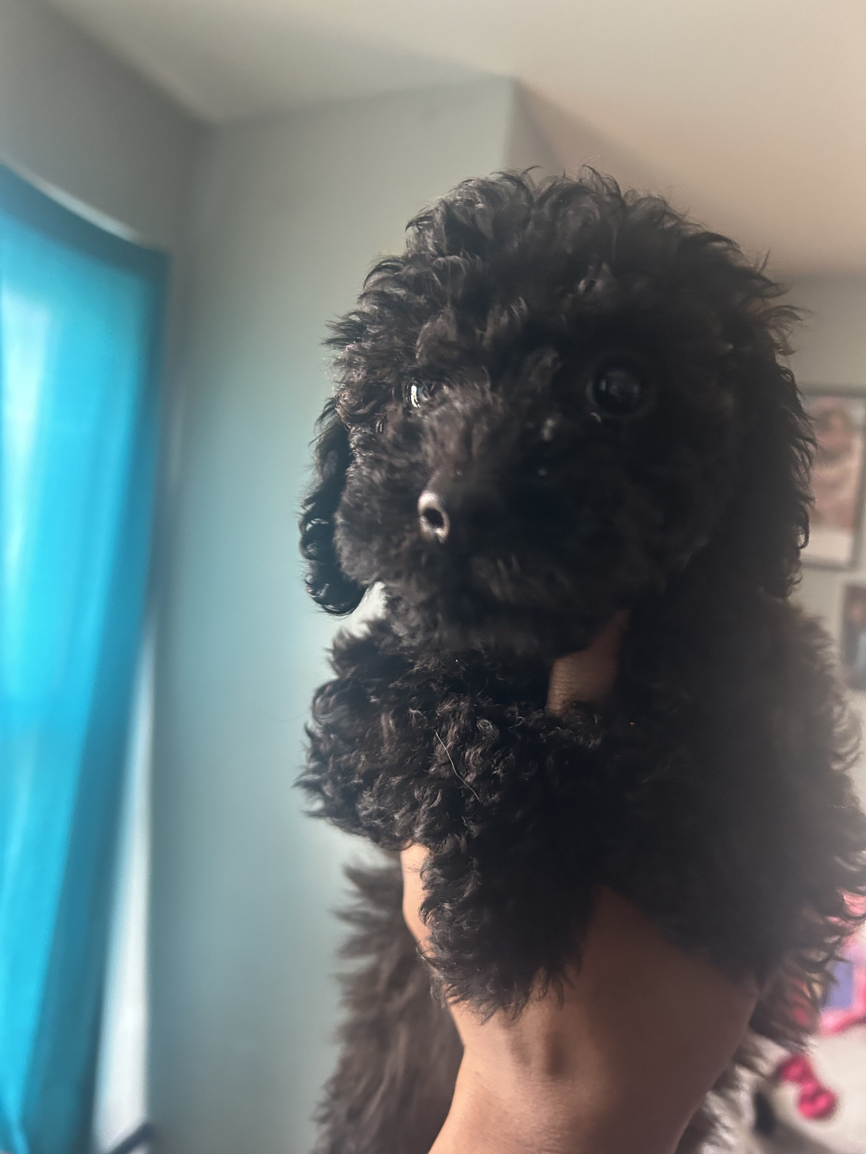 Mini labradoodle puppy image 2
