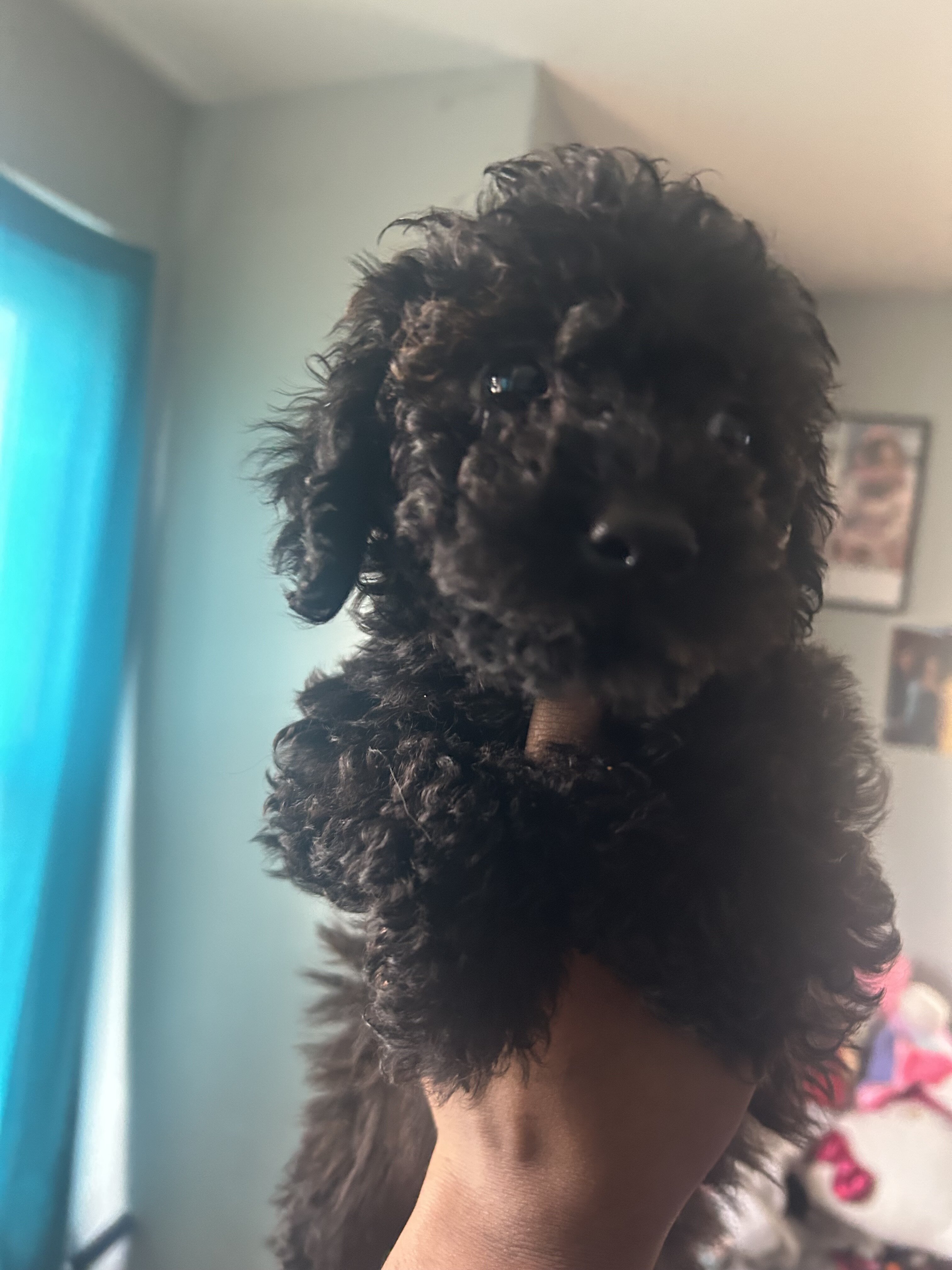 Mini labradoodle puppy image 1