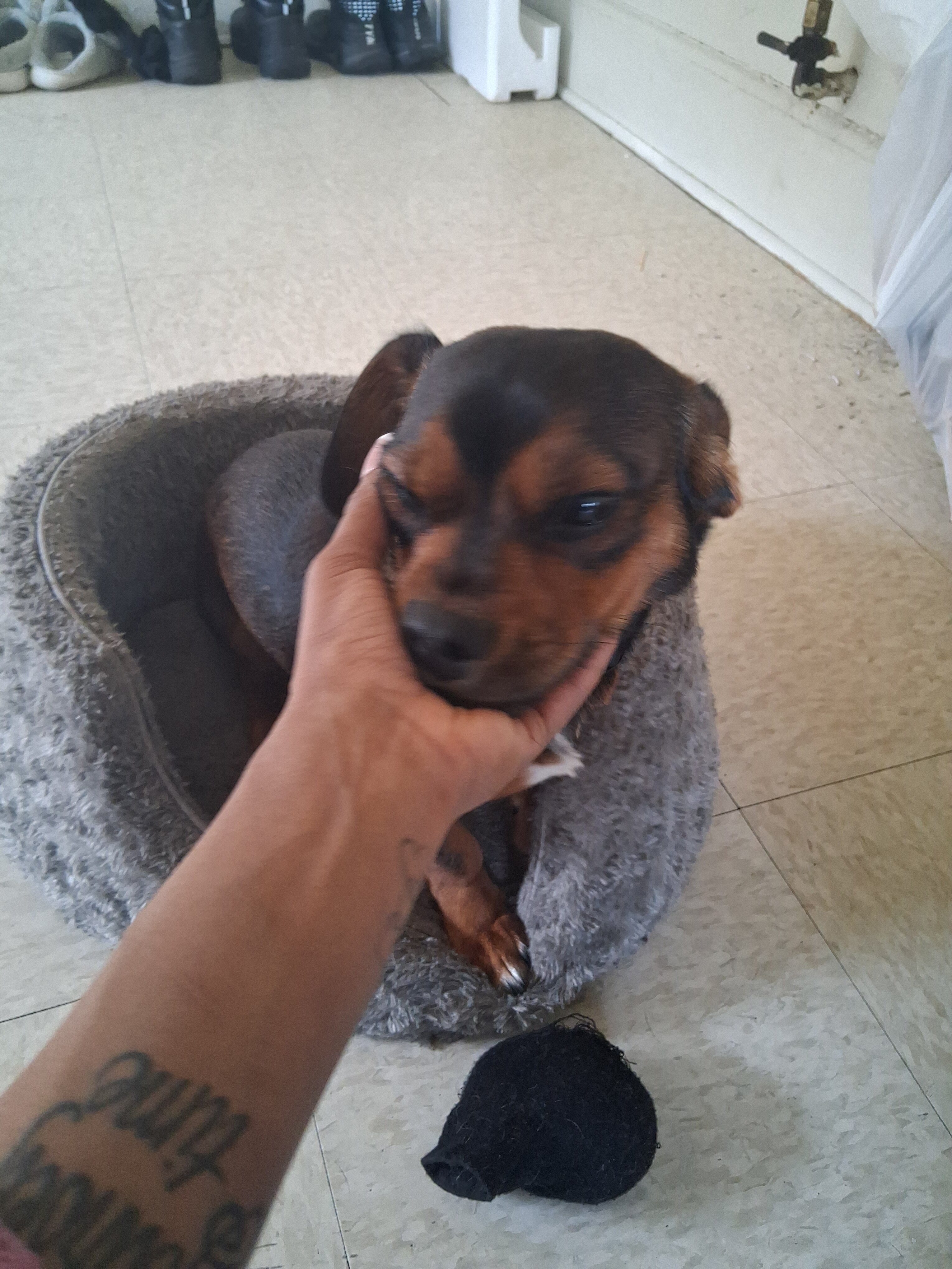 Puppy image 1