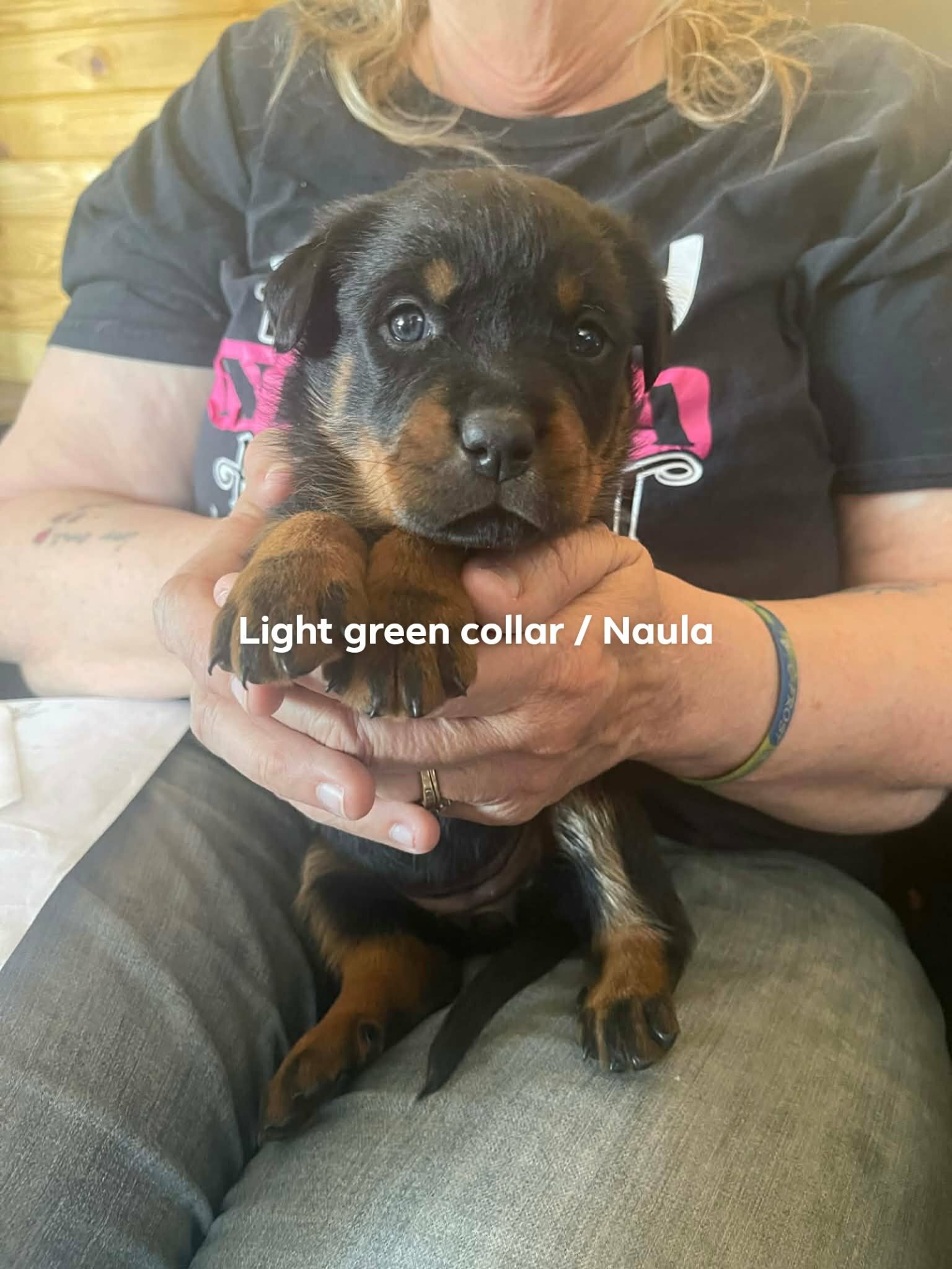 AKC  Rottweiler Puppies image 3