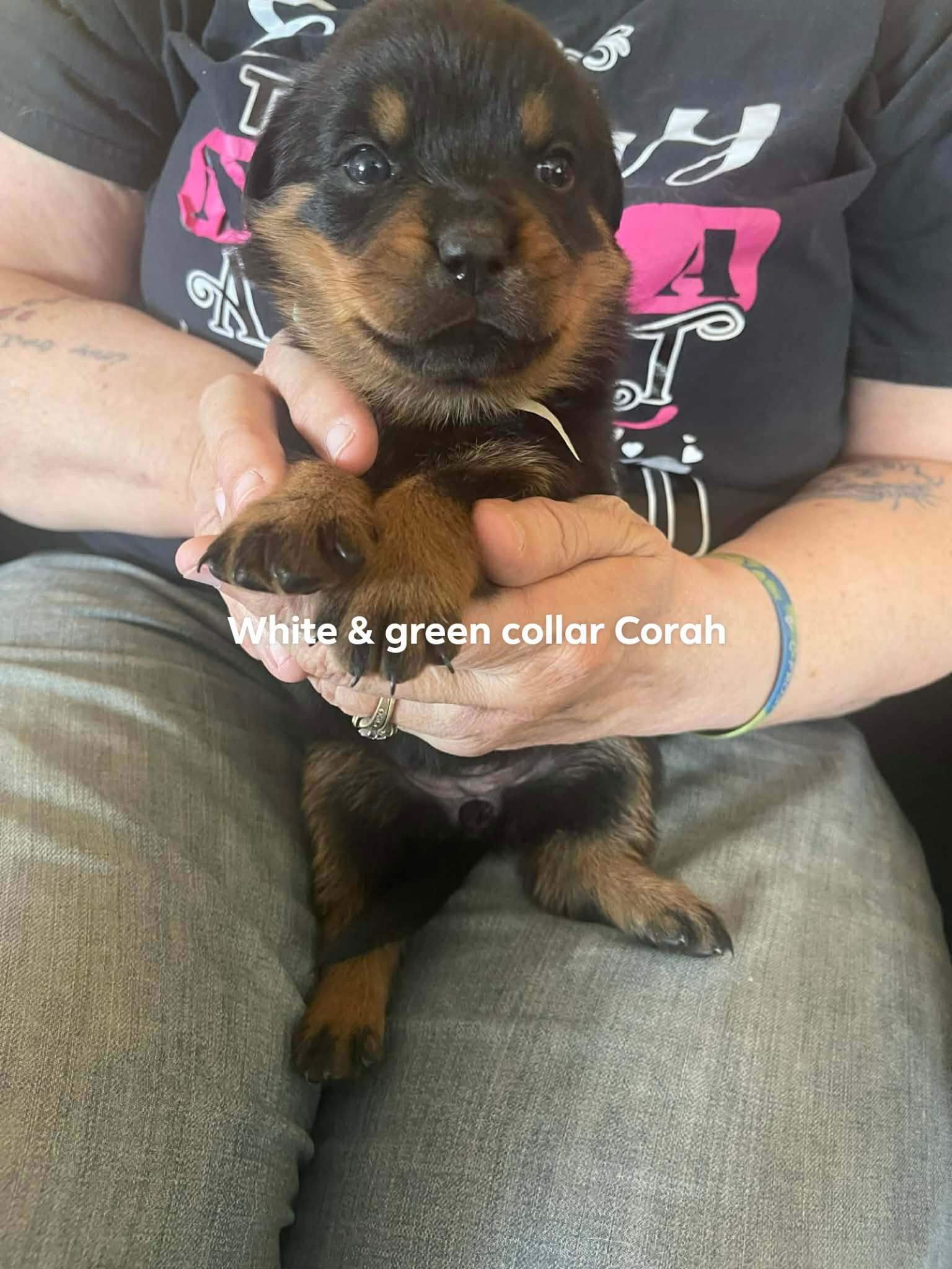 AKC  Rottweiler Puppies image 4