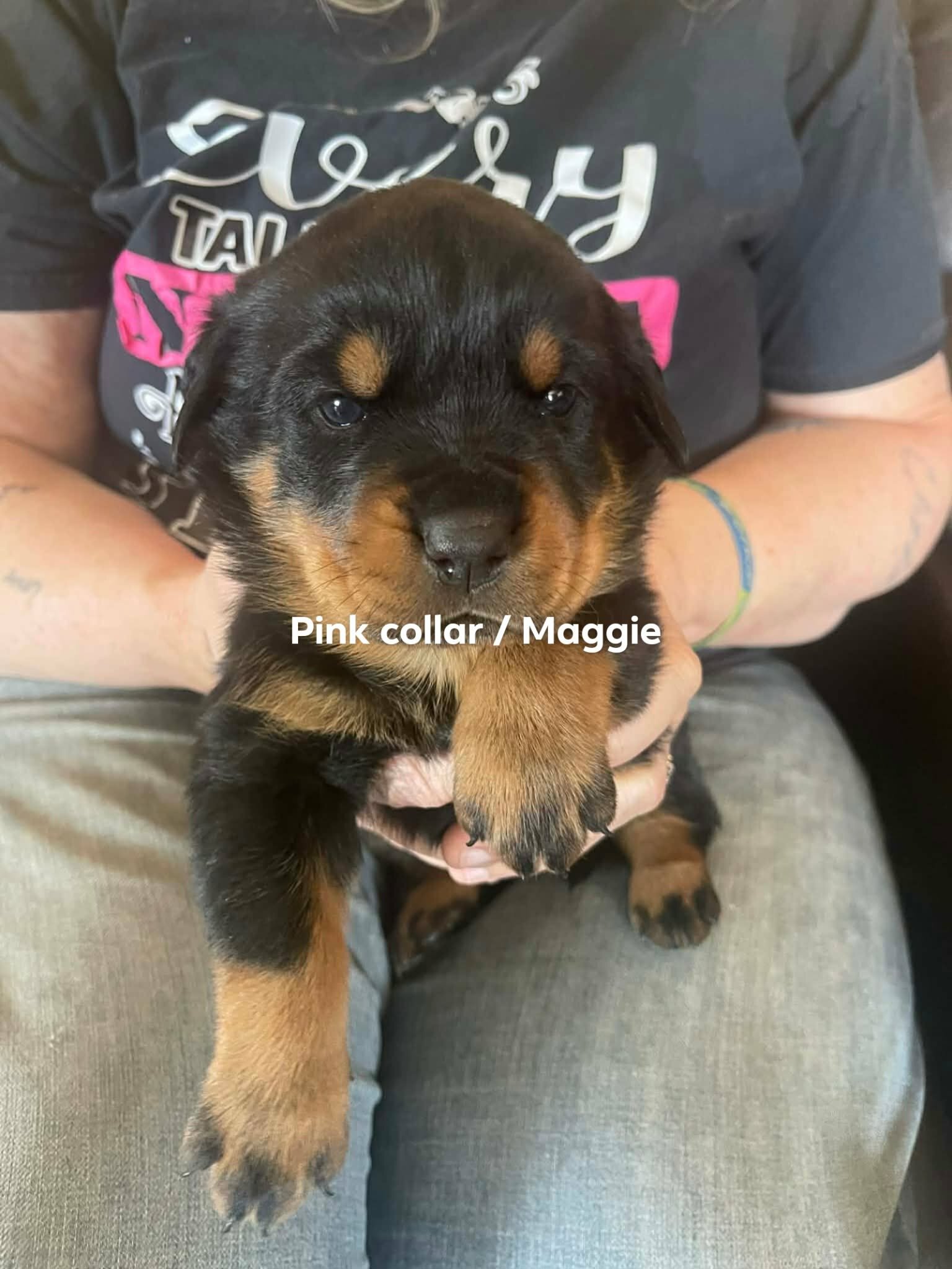 AKC  Rottweiler Puppies image 1