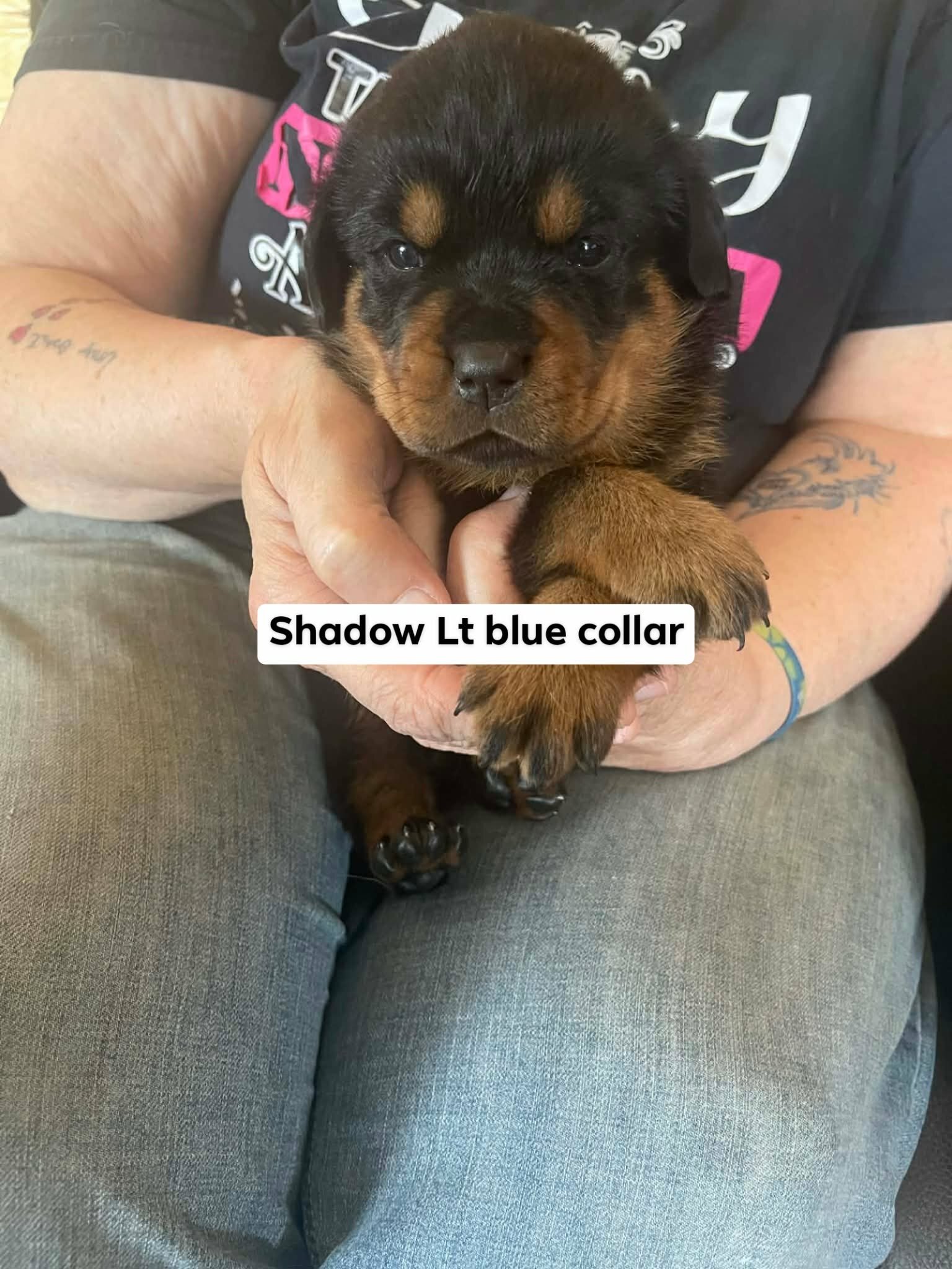 AKC  Rottweiler Puppies image 2
