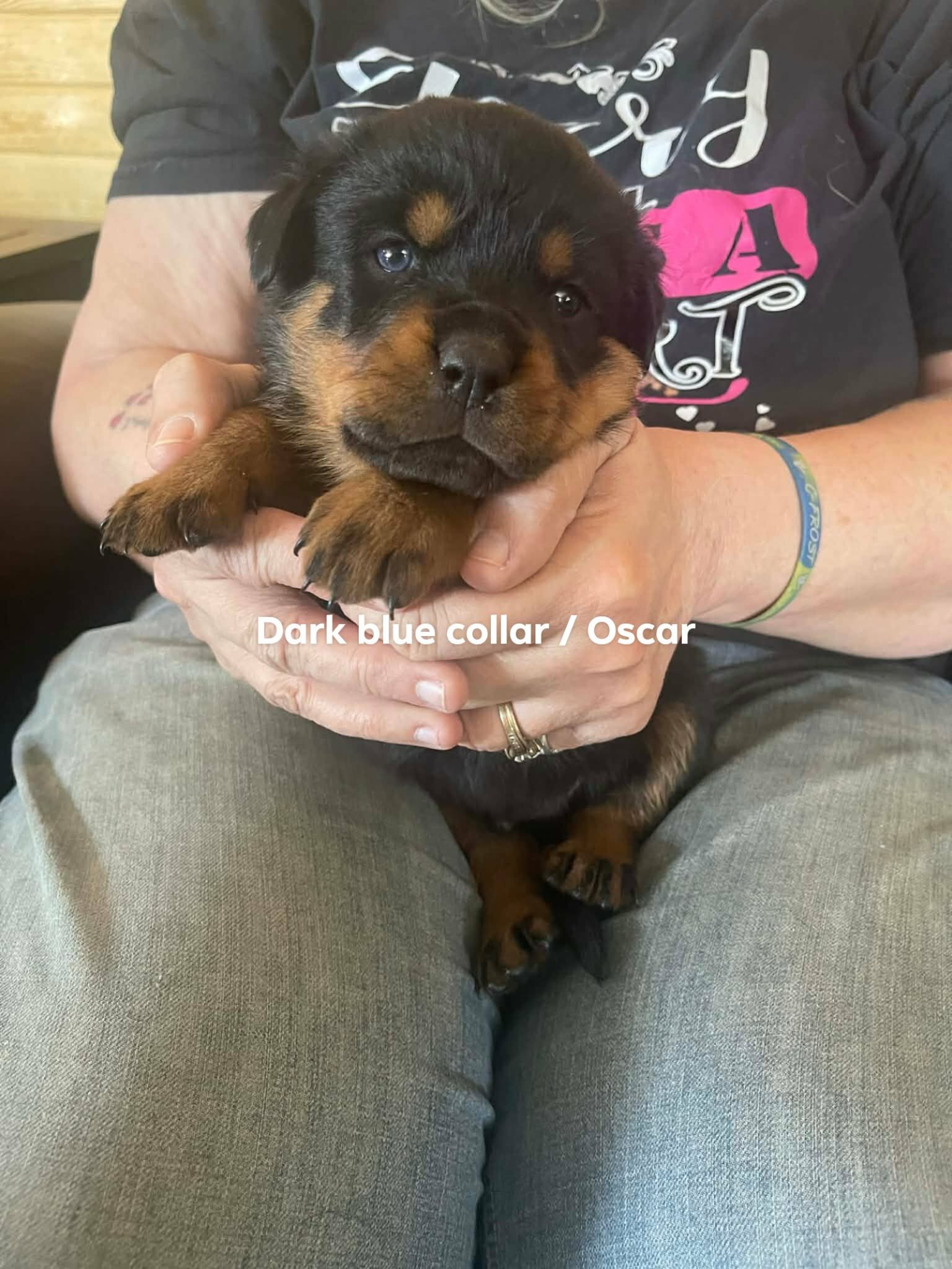 AKC  Rottweiler Puppies image 5
