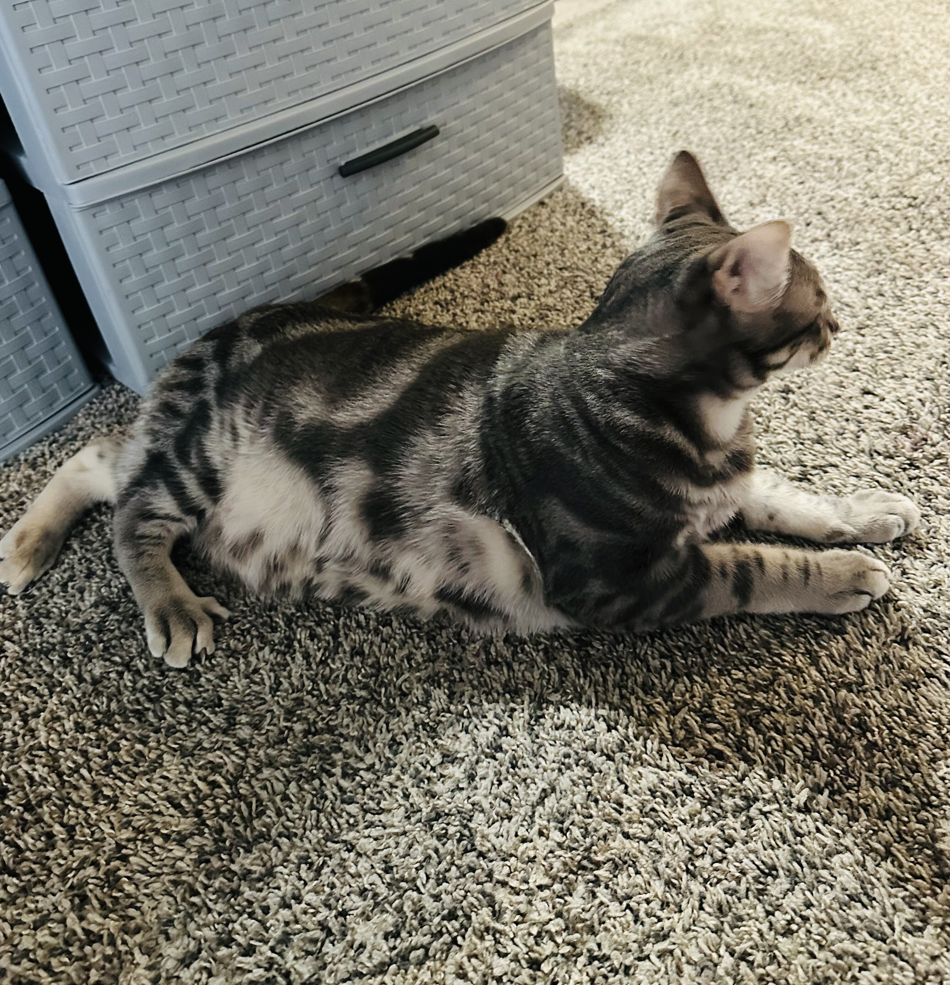 Cat image 3
