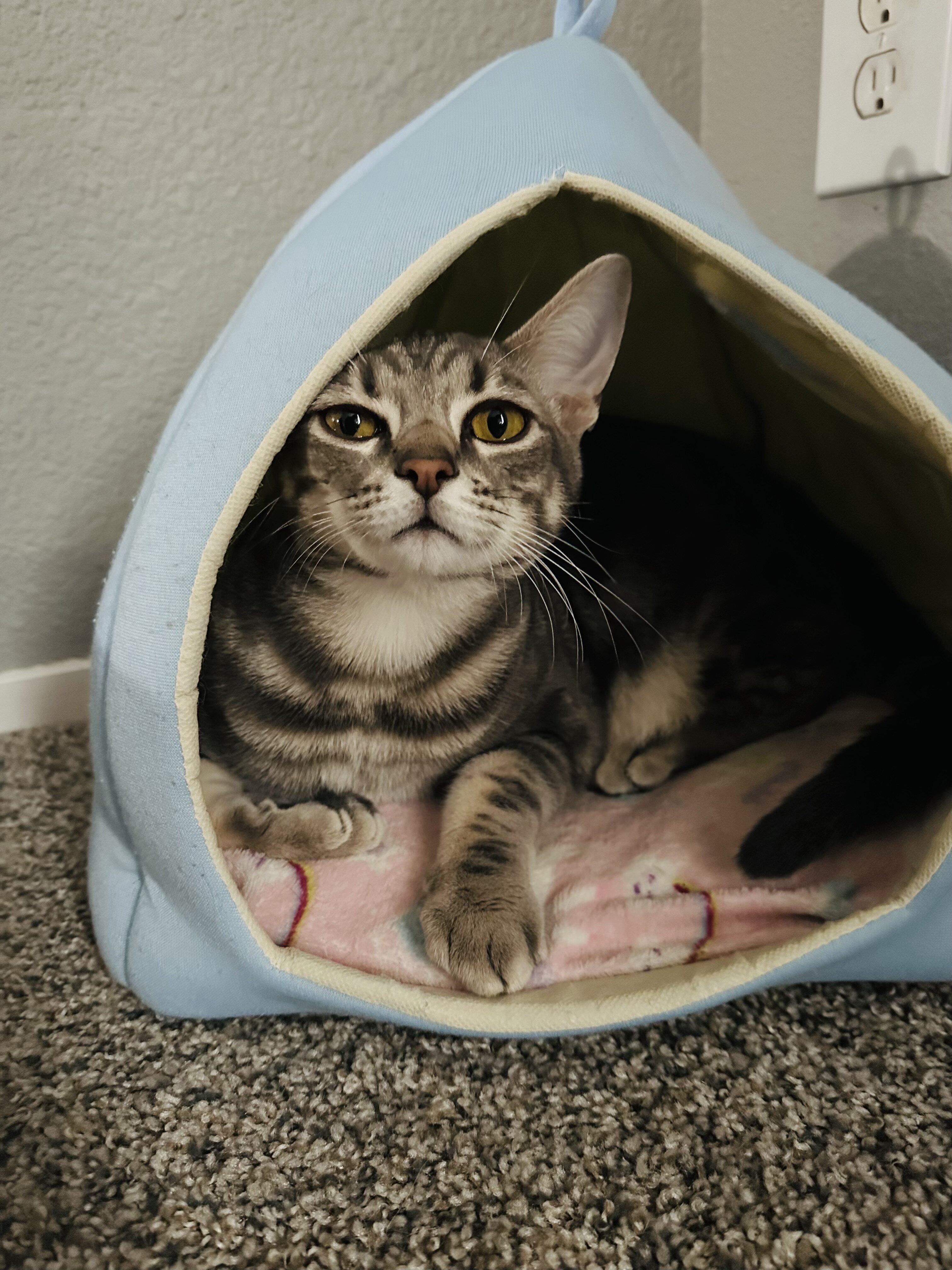 Cat image 1