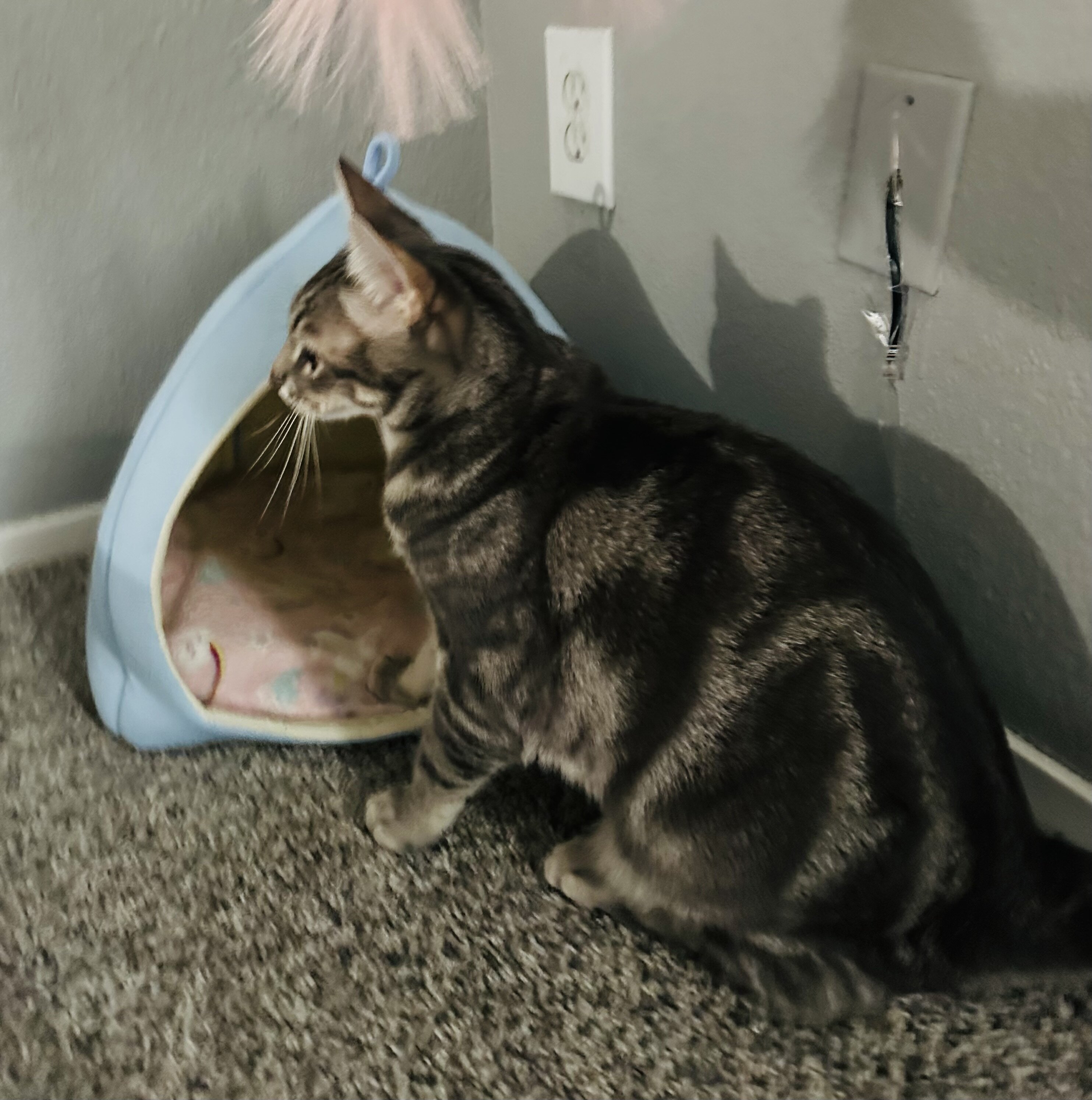 Cat image 2