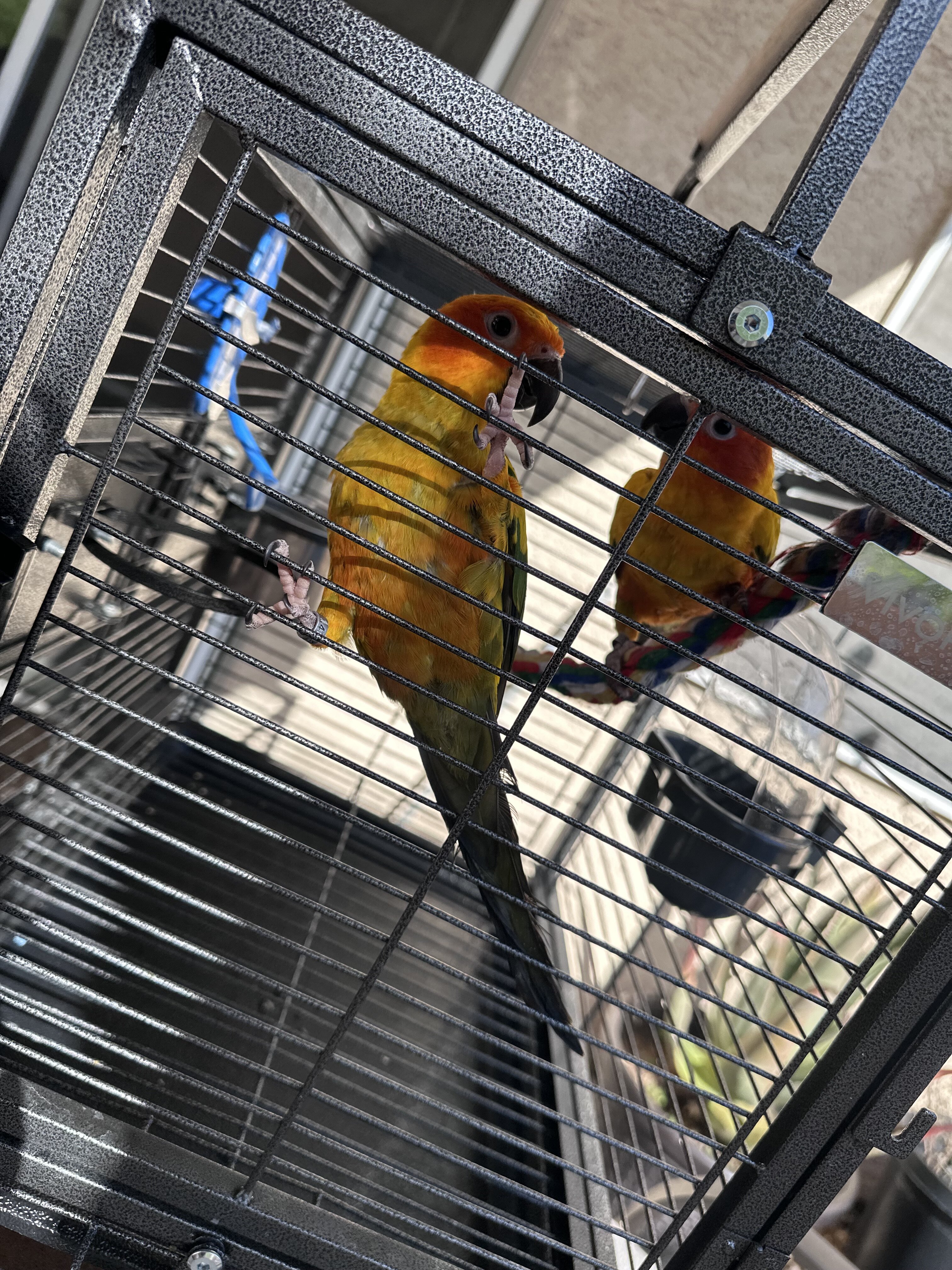 Sun conures image 3