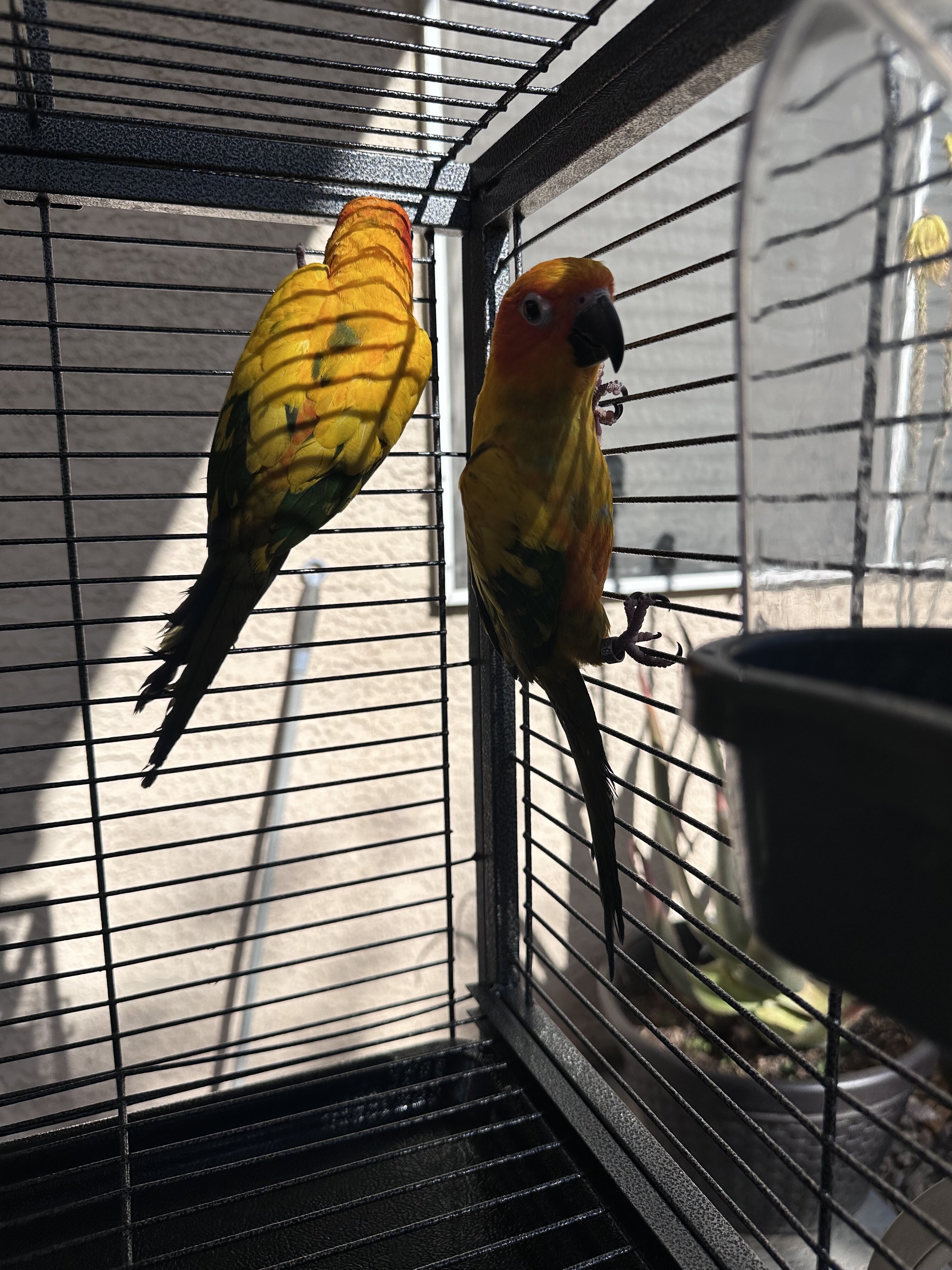 Sun conures image 2